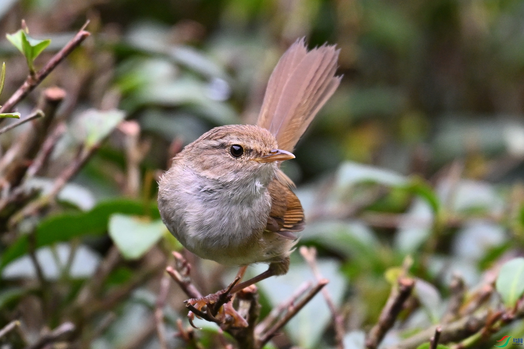 DSC_2663.JPG