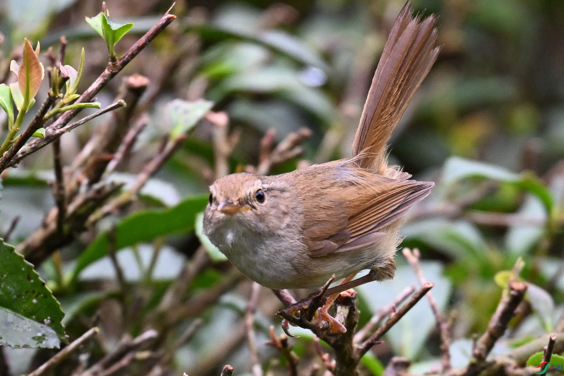 DSC_2670.JPG