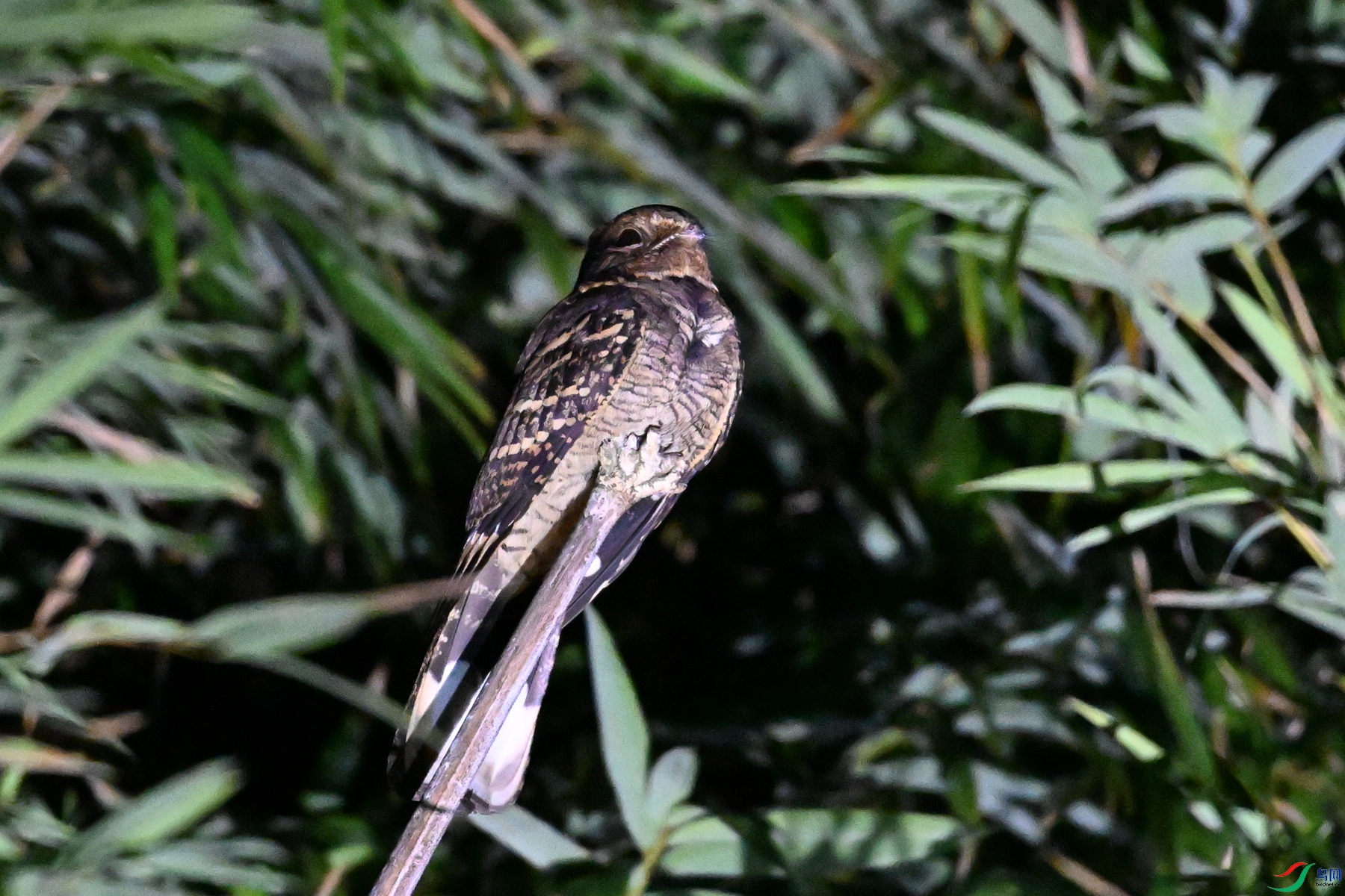 DSC_6731.JPG