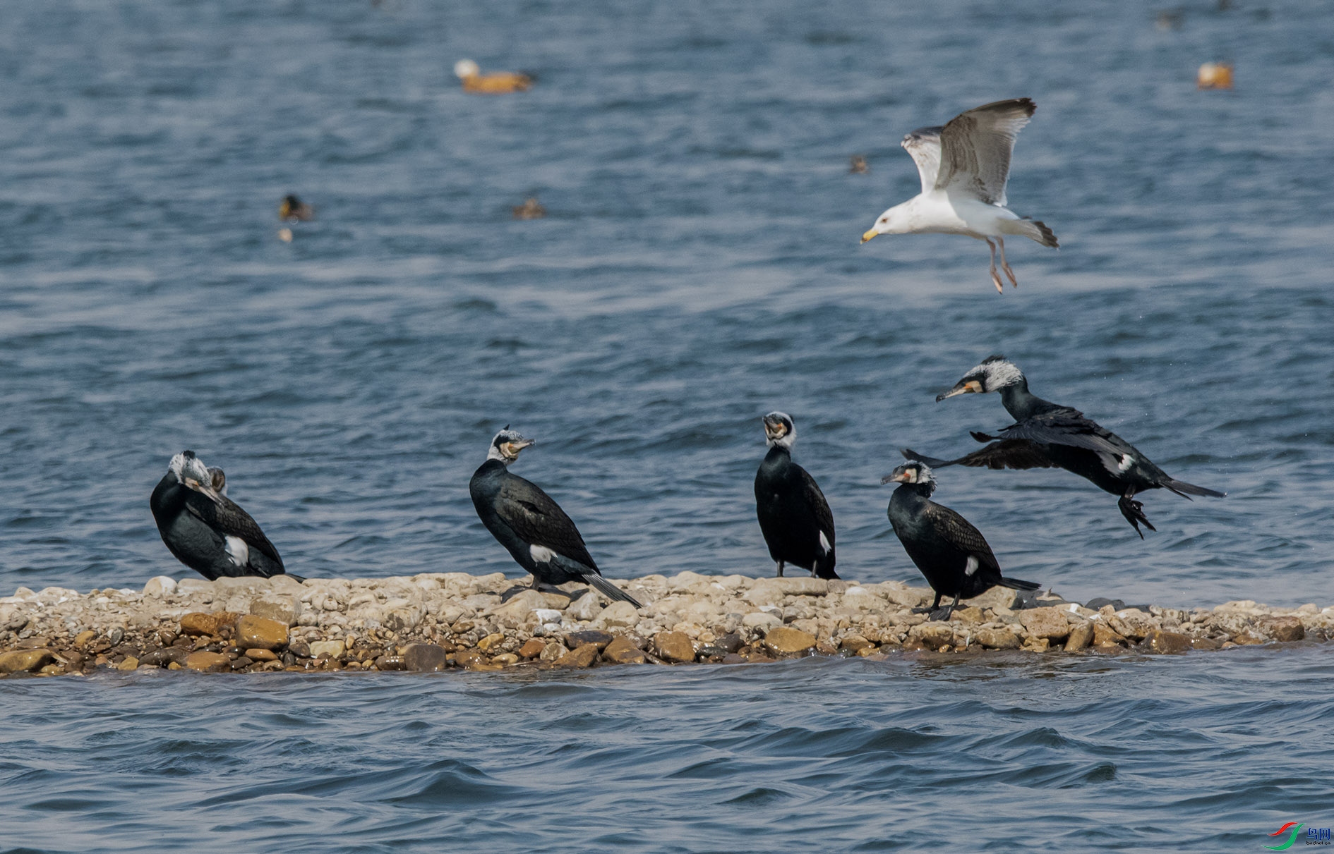 DSC_9836_��ͼ�� ����.jpg