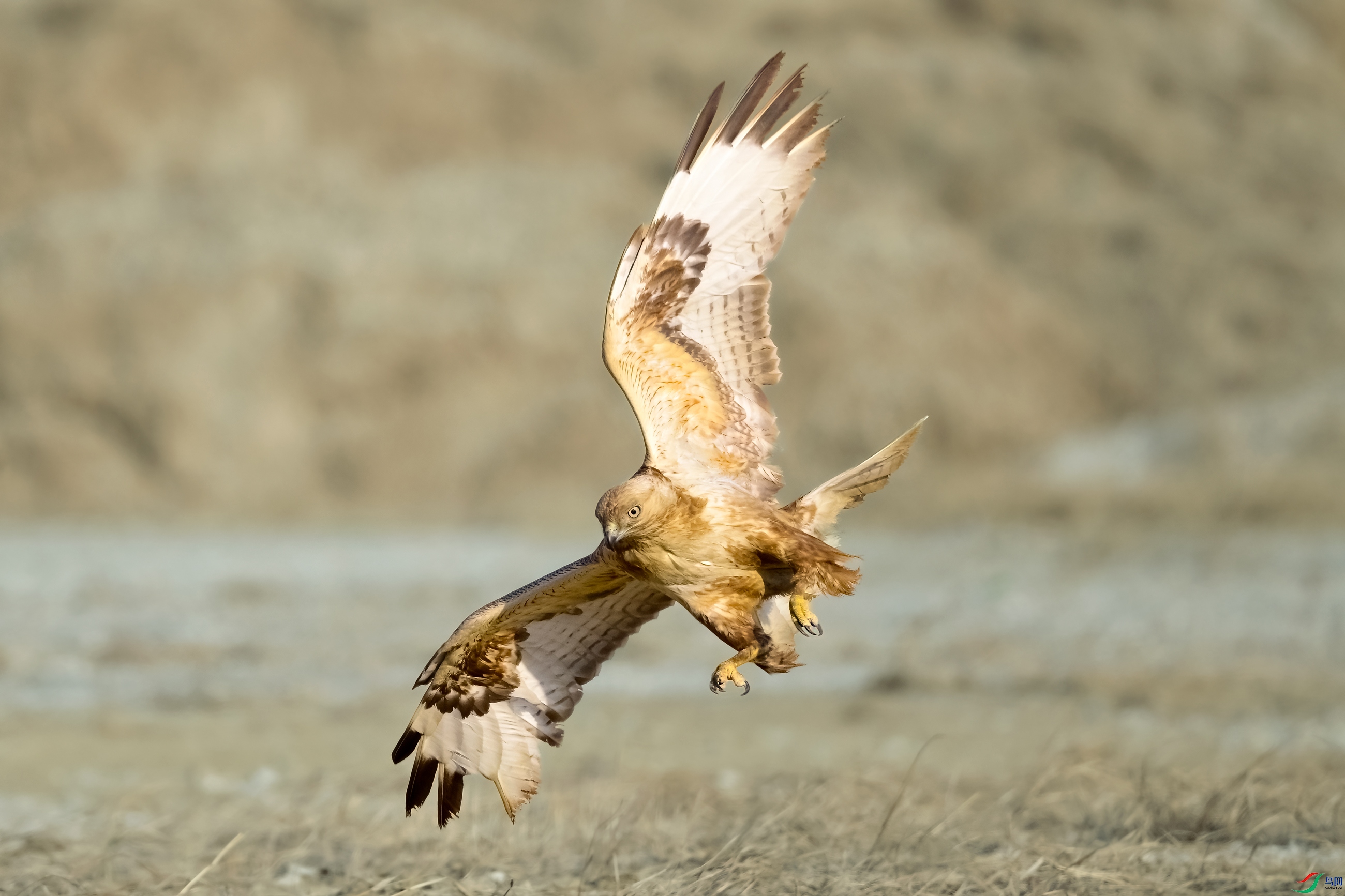 _DSC7238x1.jpg