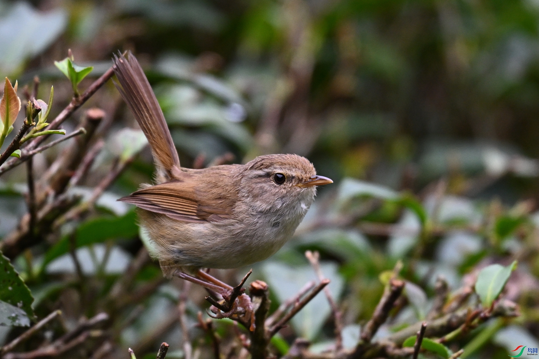 DSC_2698.JPG