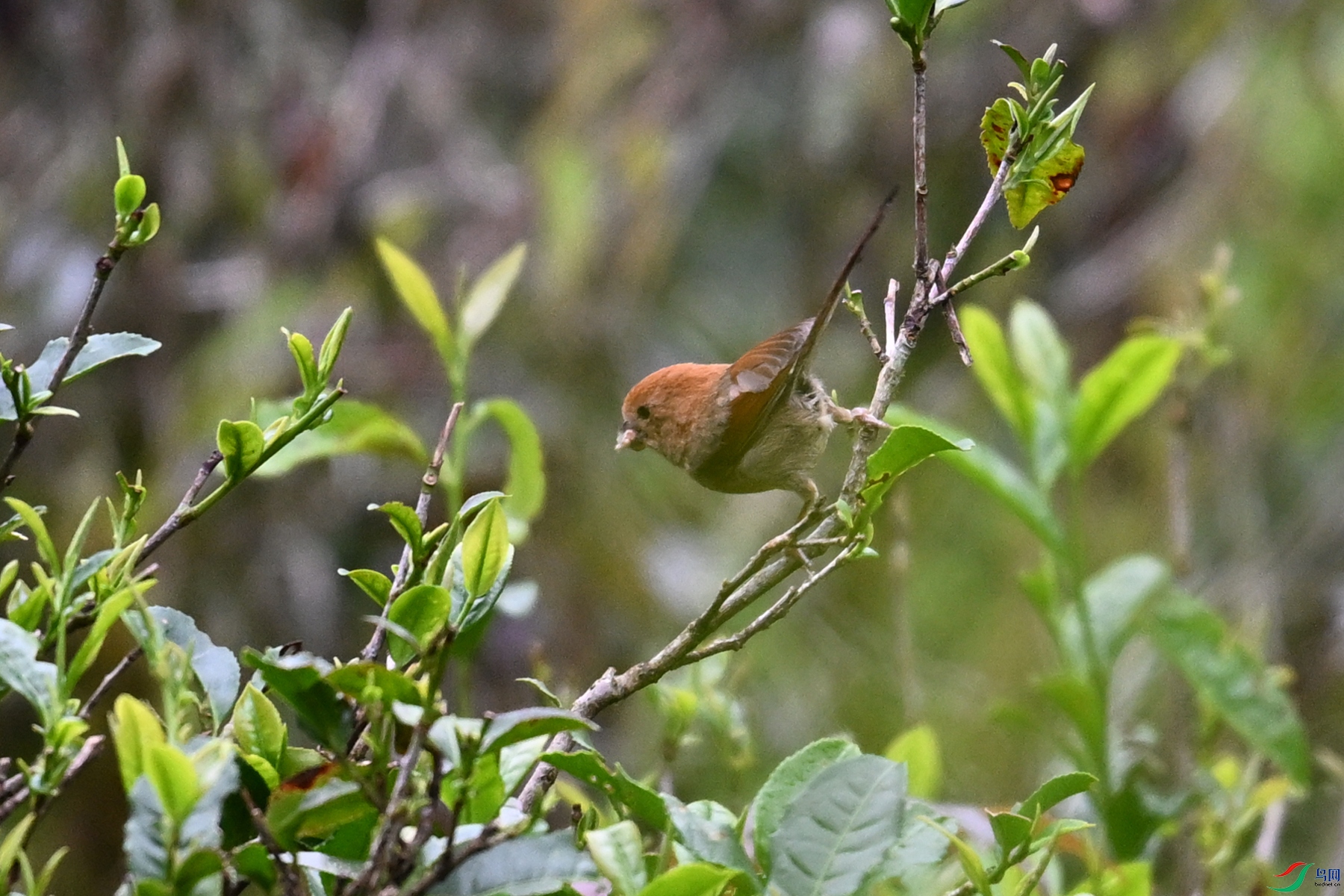 DSC_2742.JPG