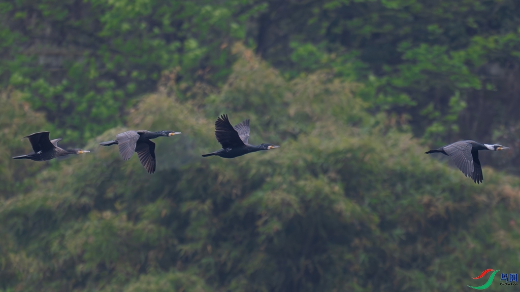 DSC_1085_����.jpg