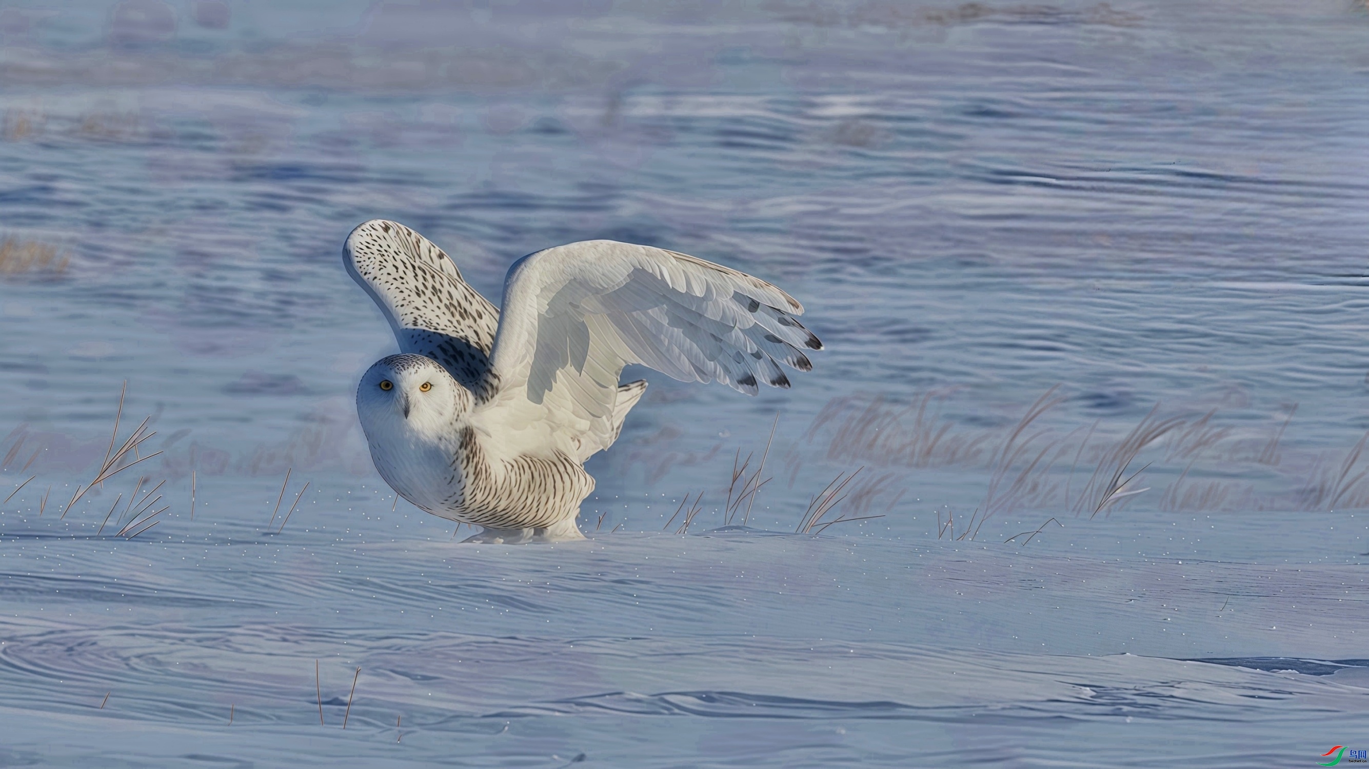 3.10����������������ʦ��Ʒ   ѩ�^���� ��ף���ٻ���Ӱʦ������.jpg