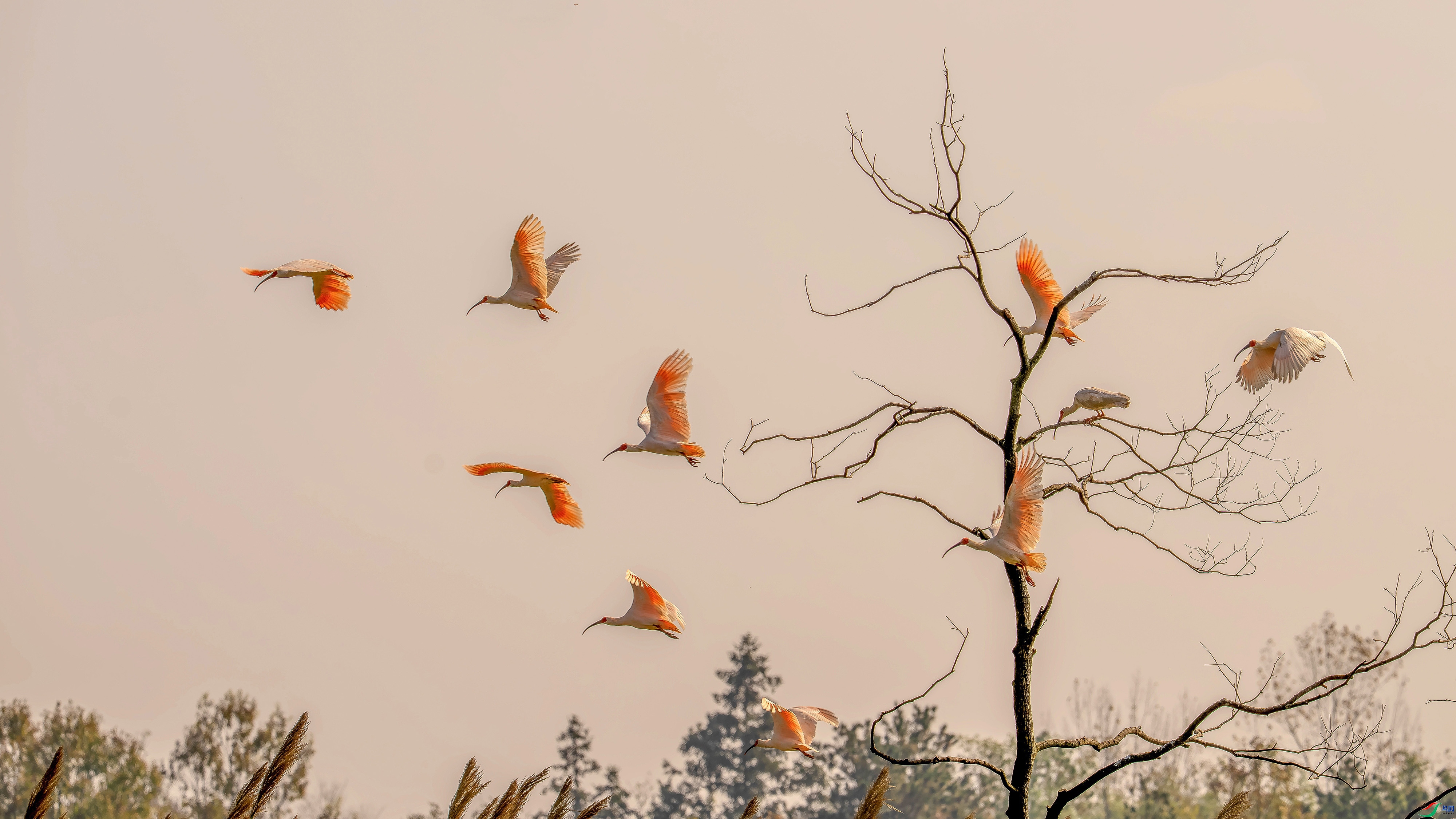 3.11�|�����ʦ��Ʒ   �q�贺�磬�������� ��ף���ٻ����������.jpg