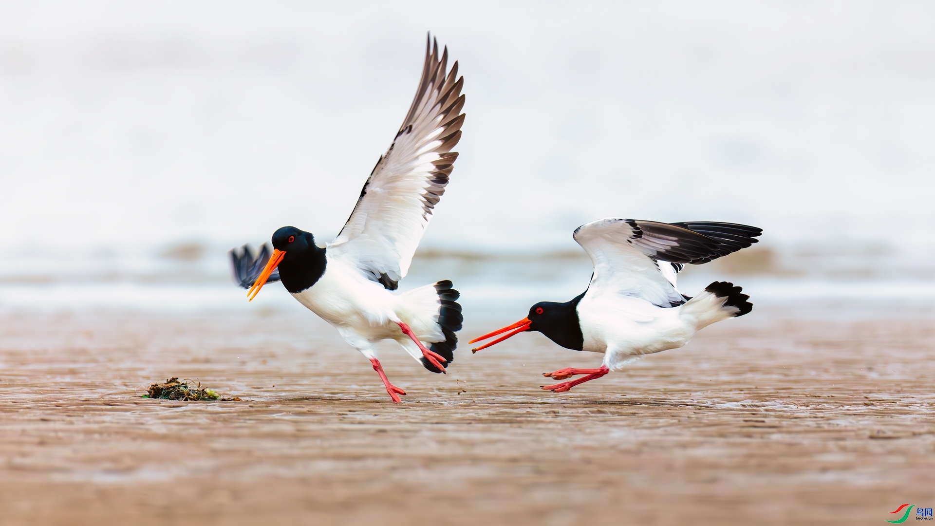 3.14JN���������ʦ��Ʒ   ̲Ϳ˫�� ��ף���ٻ����������  .jpg