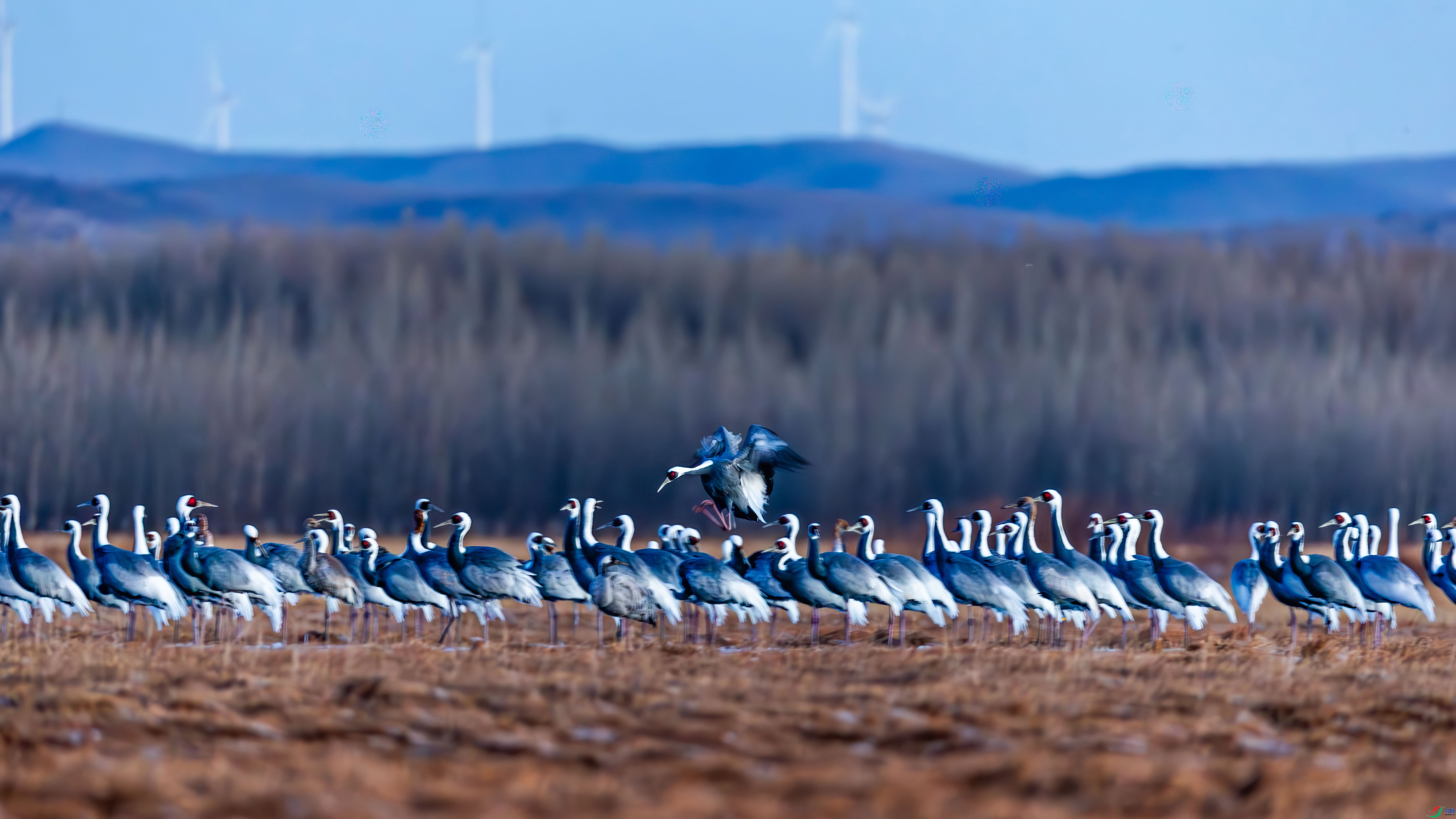 3.15JN���������ʦ��Ʒ   ���ڣ�ף���ٻ����������.jpg