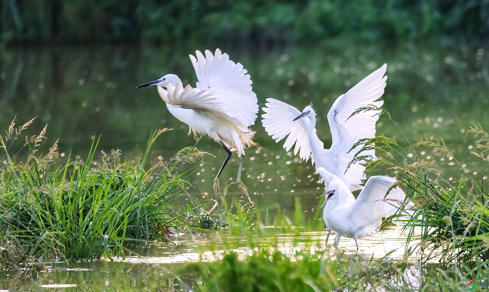 060A1427 ����-Shar----1 .jpg