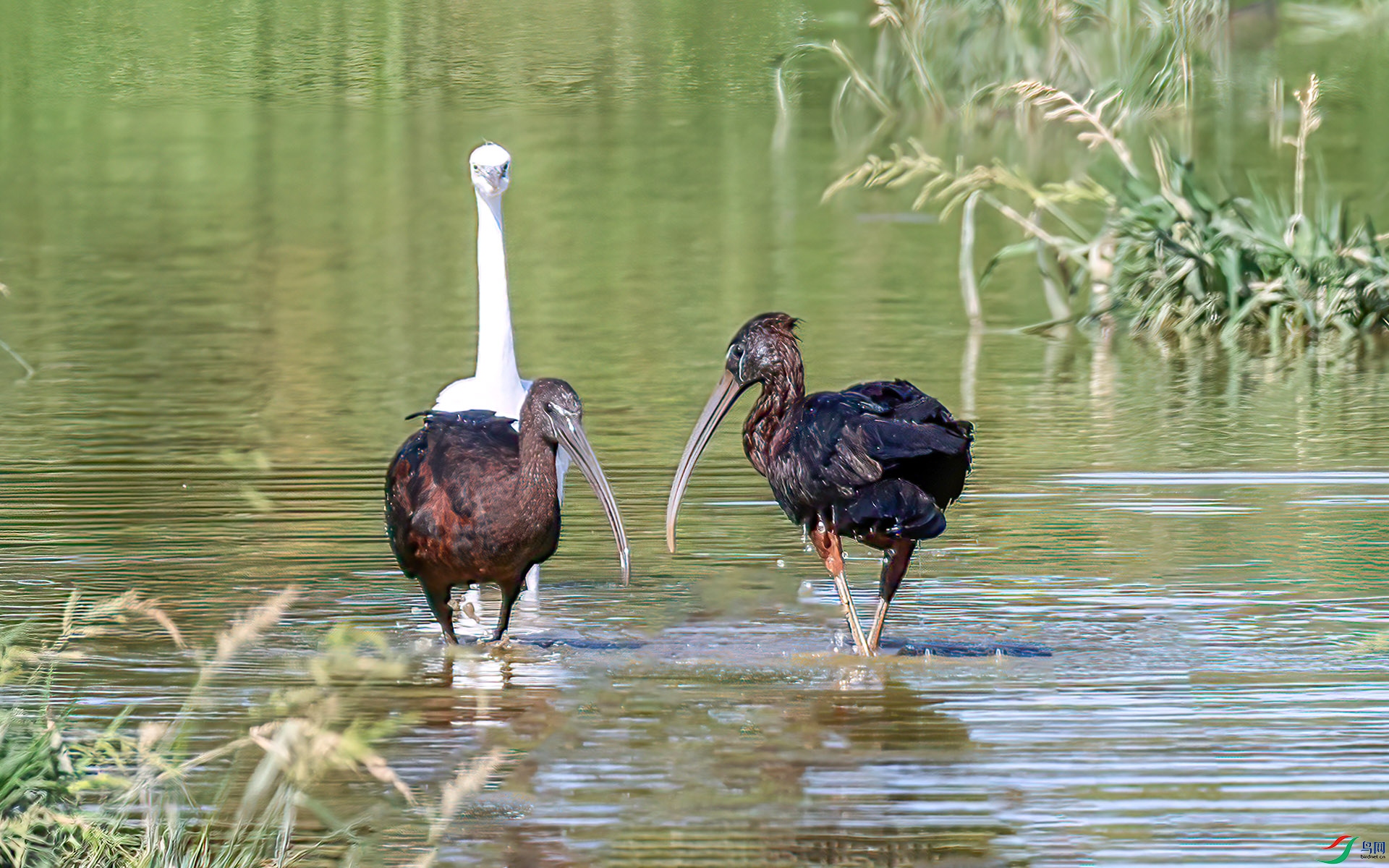 060A2675 ����-Sh----1 .jpg