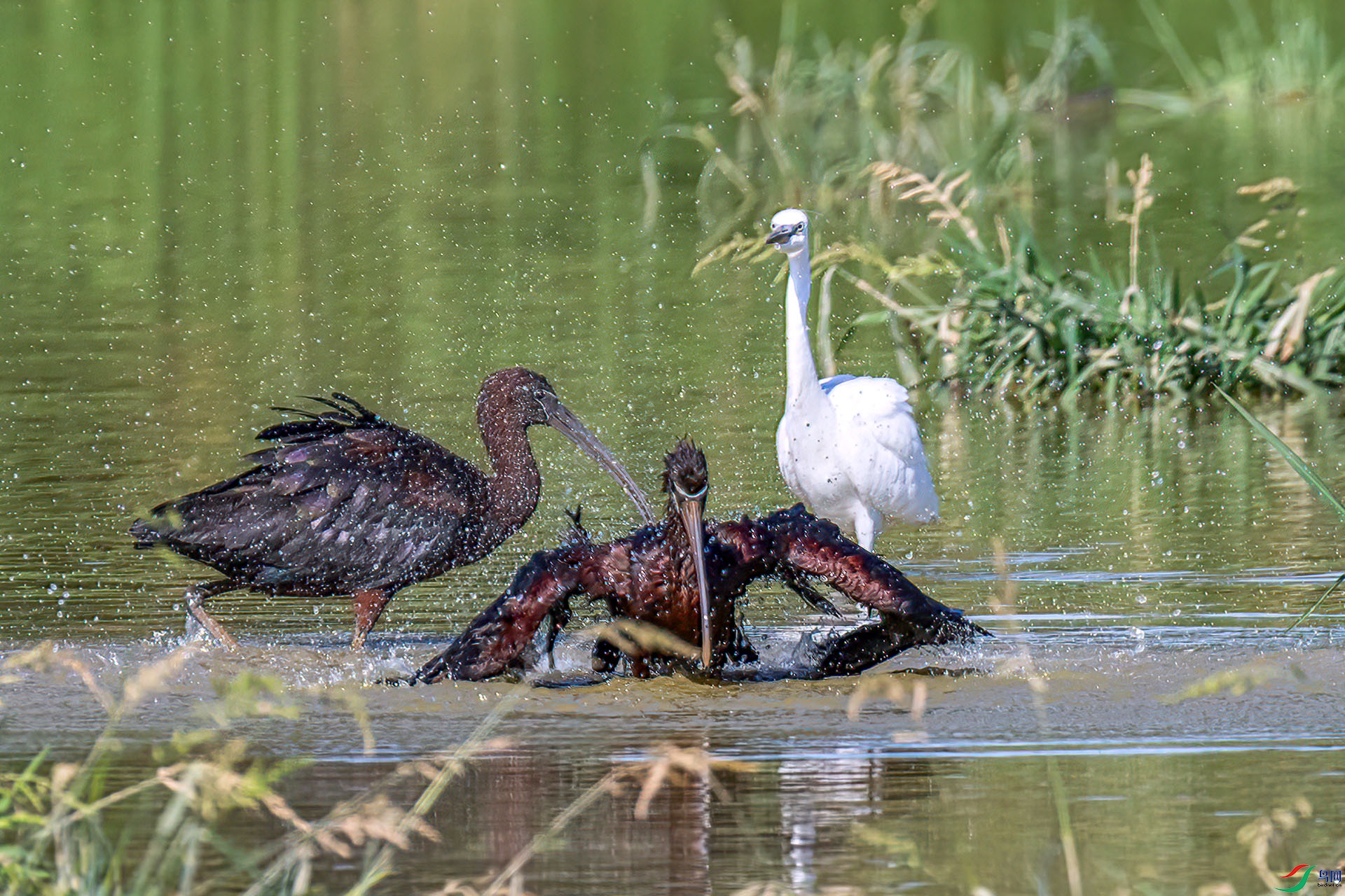 060A2612 ����-Sh--1 .jpg