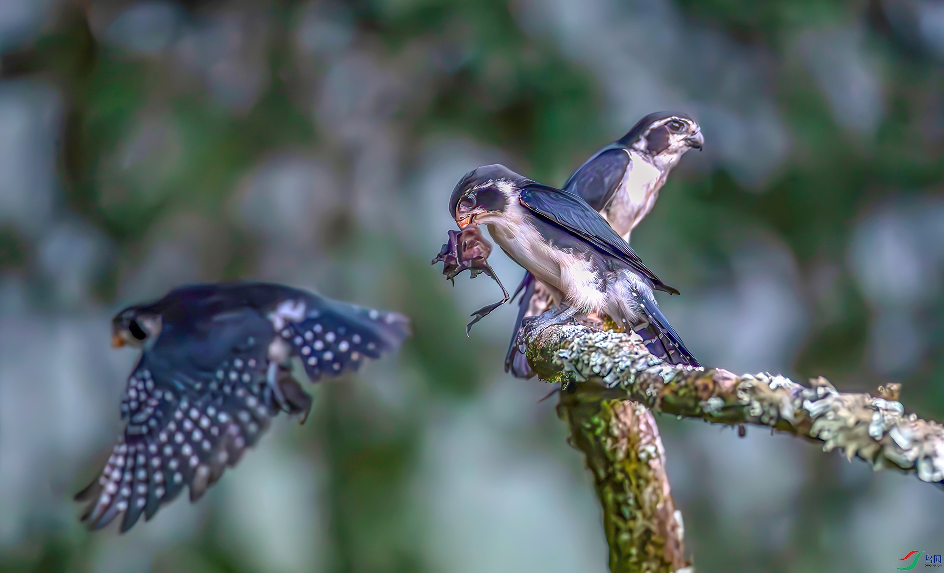 _S7I6597----33  .jpg