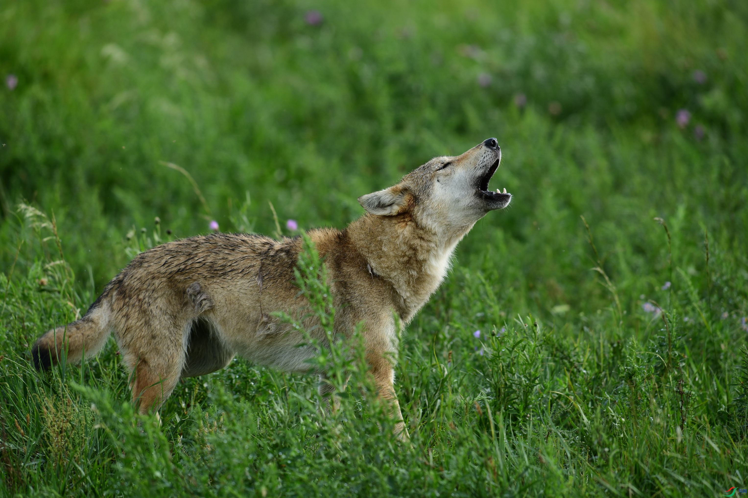 DSC_1513.JPG