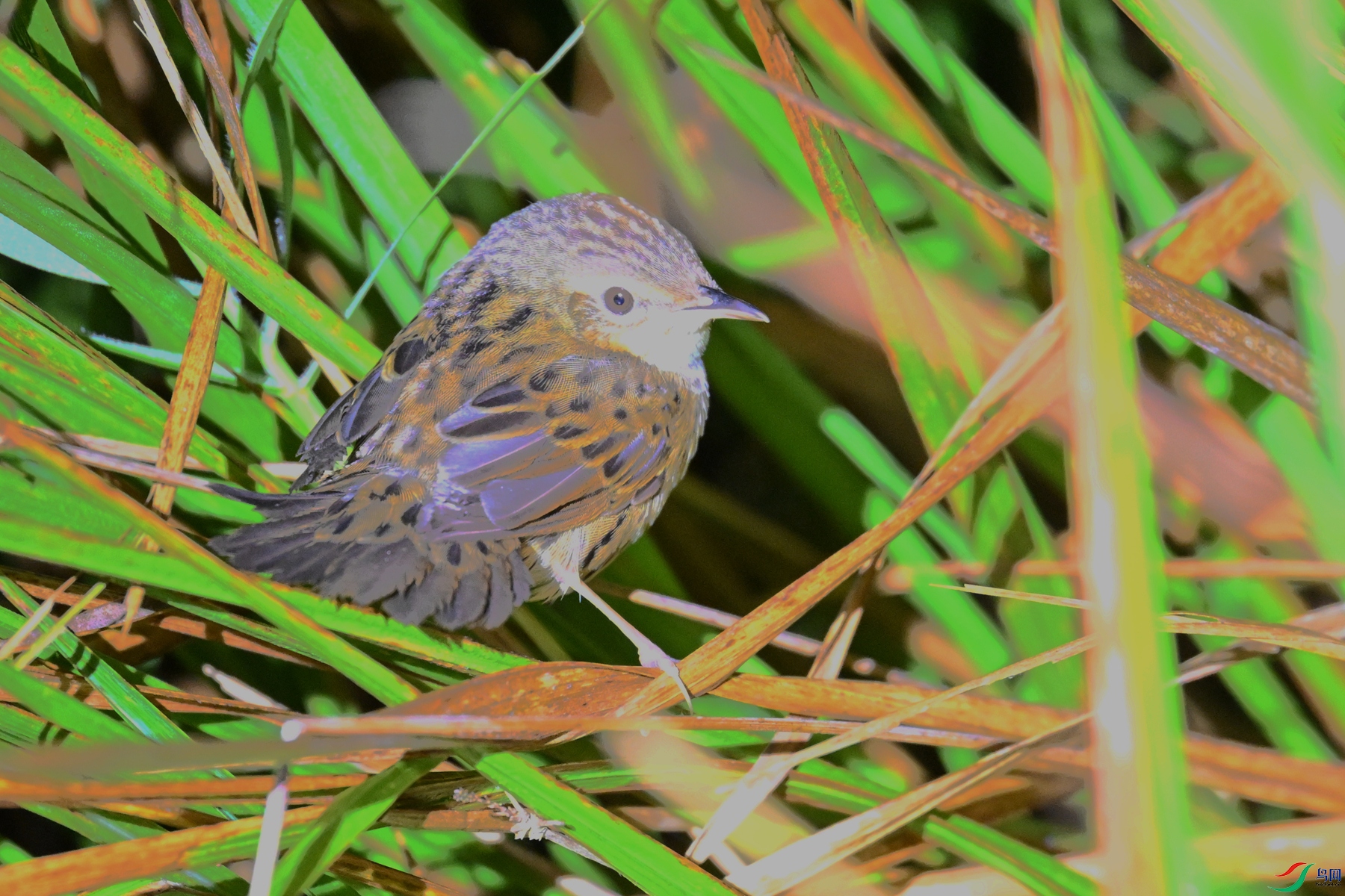DSC_6851.JPG