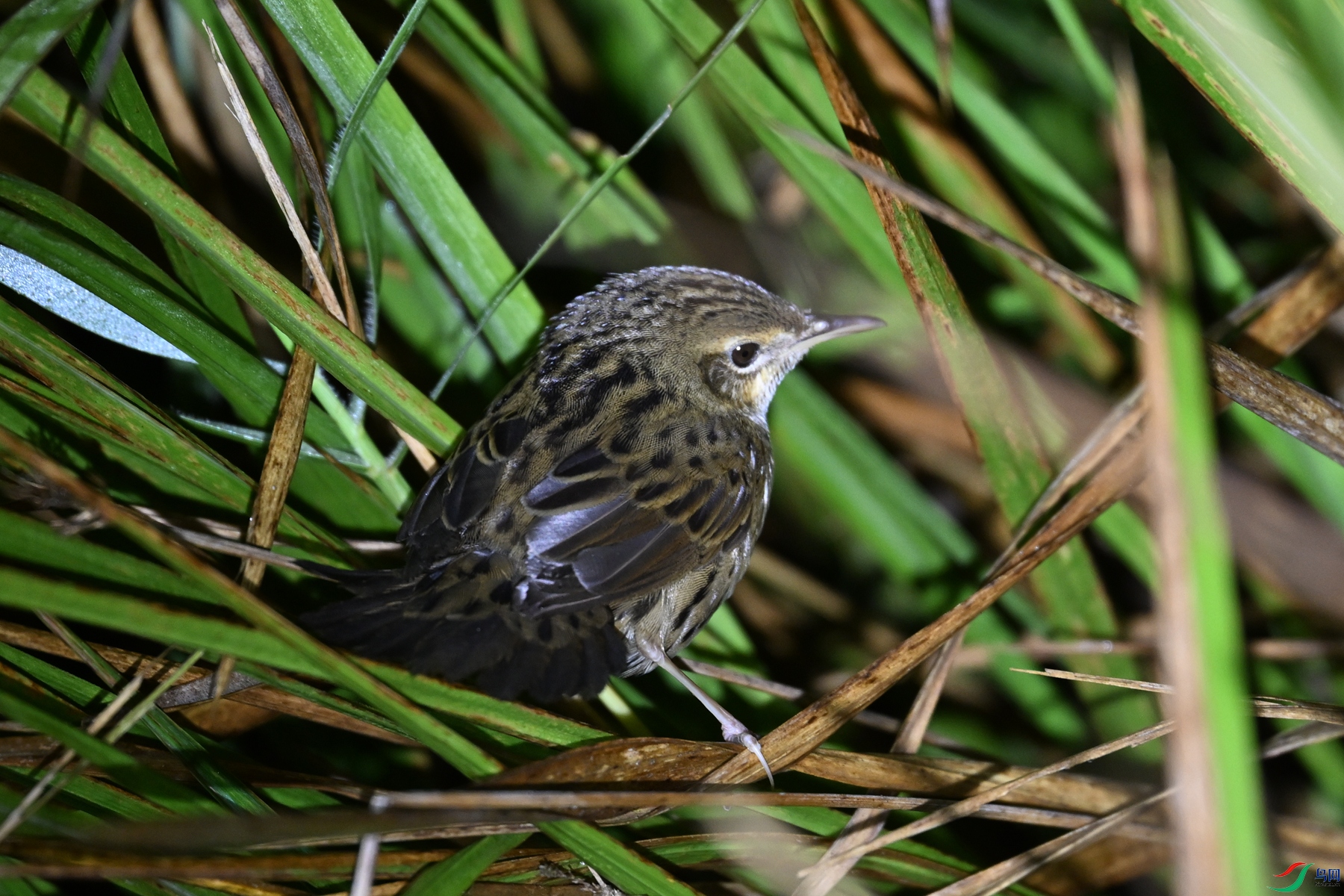 DSC_6820.JPG