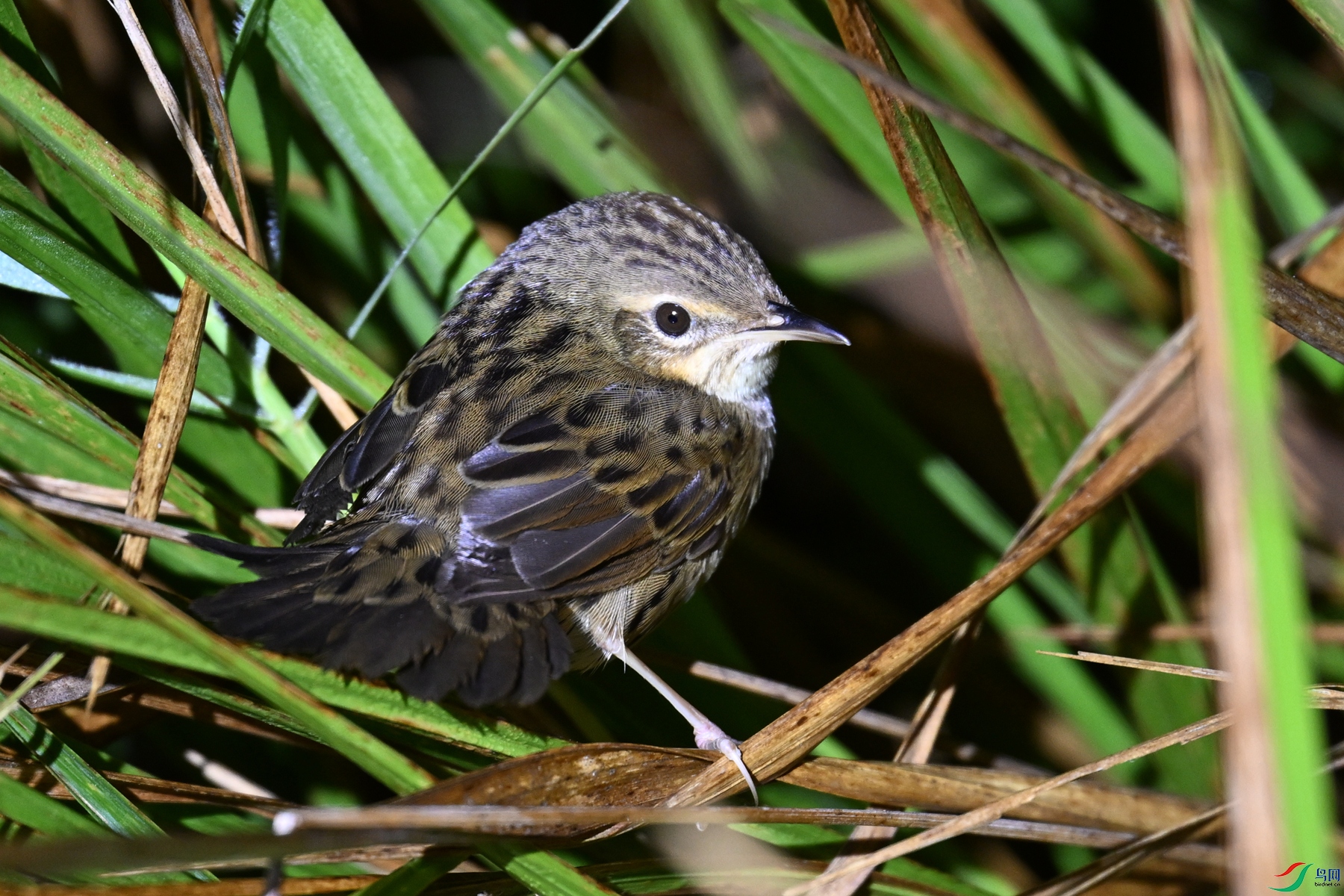 DSC_6854.JPG