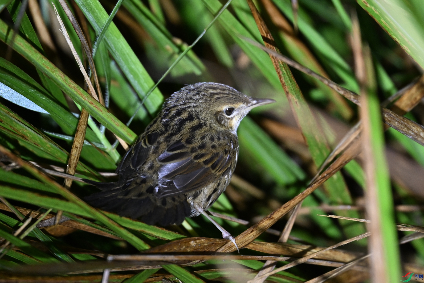 DSC_6821.JPG