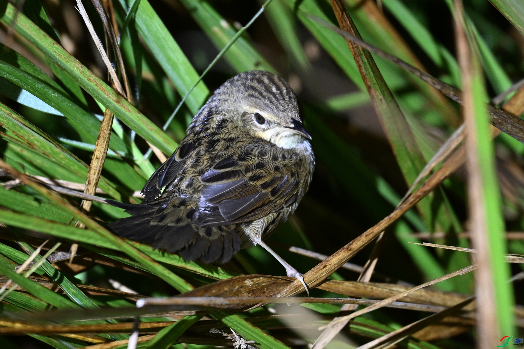 DSC_6859.JPG