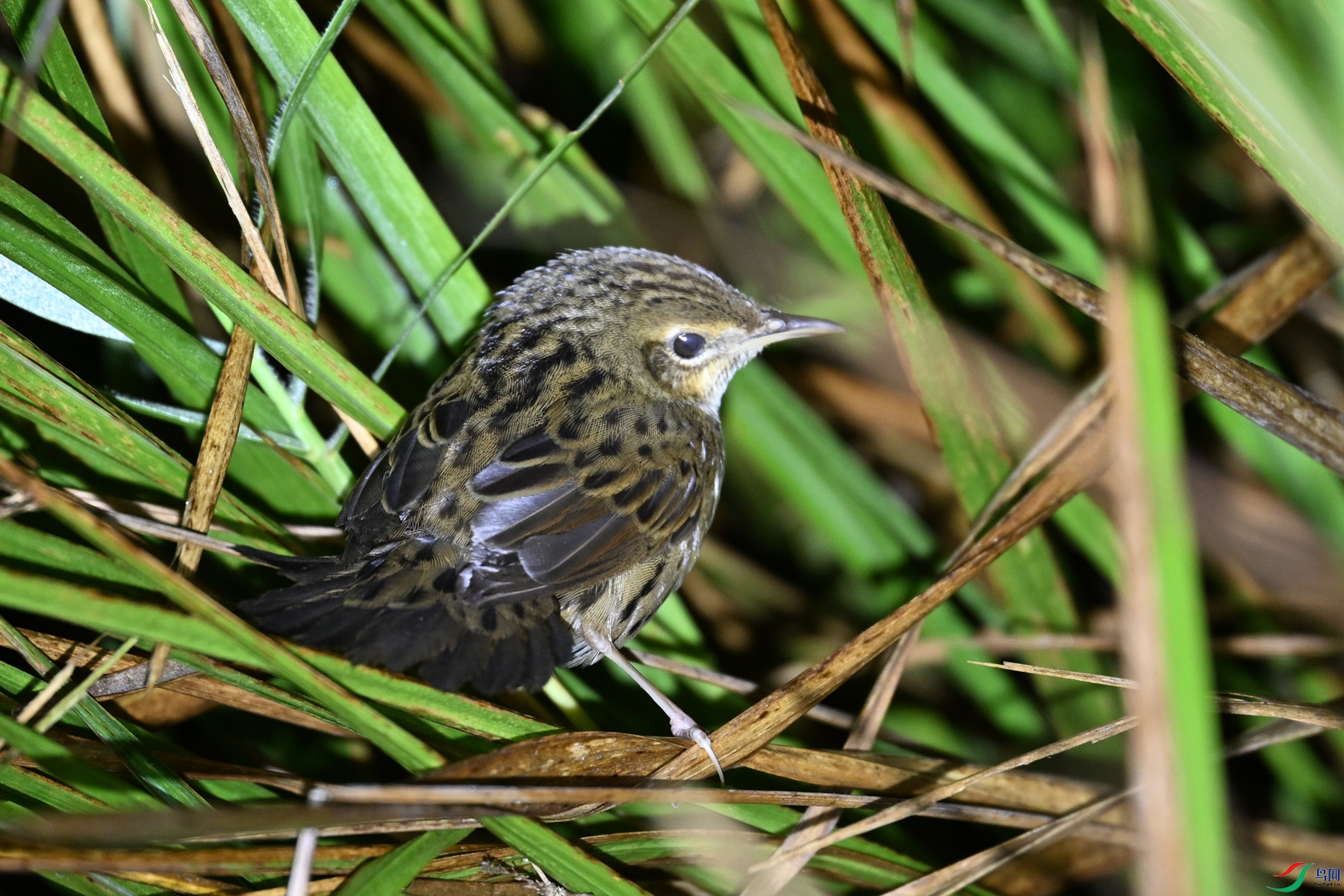 DSC_6829.JPG