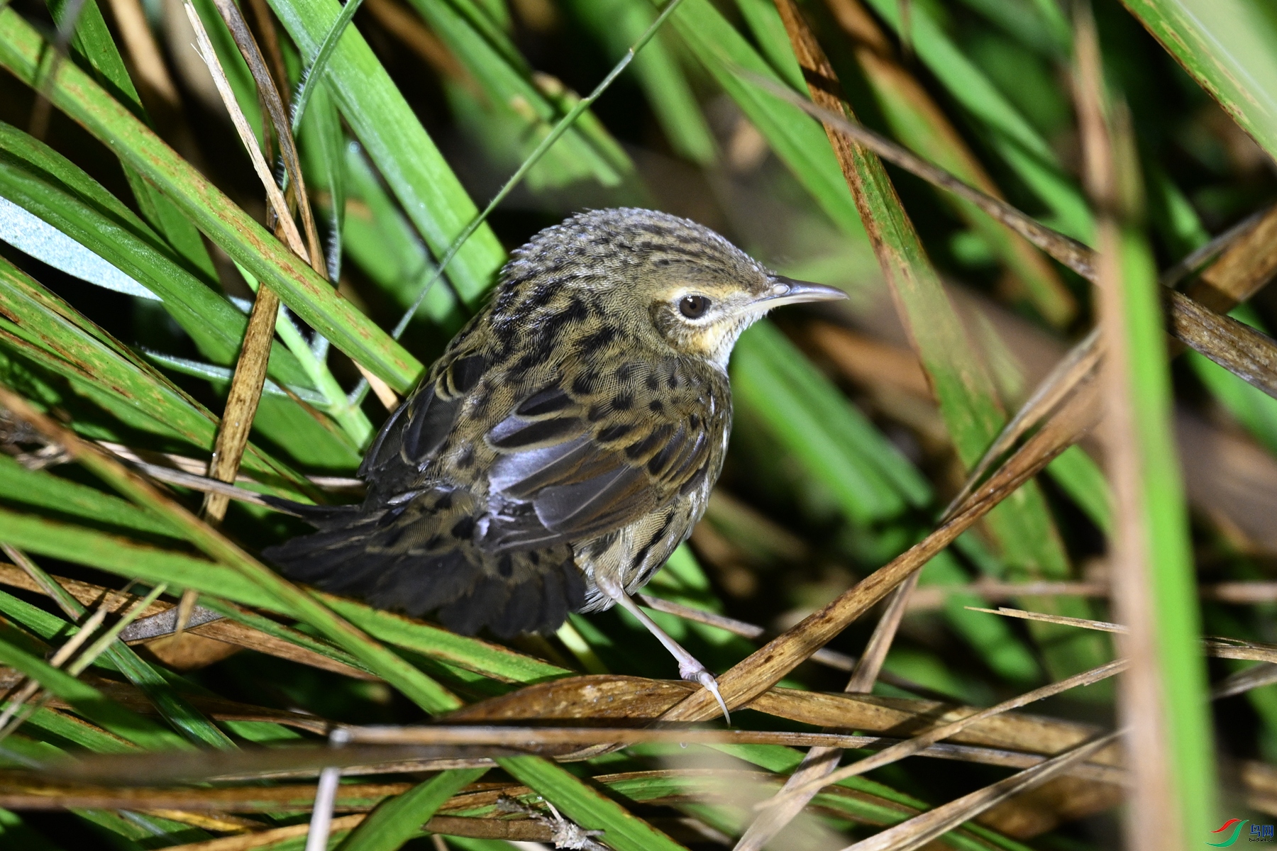 DSC_6830.JPG