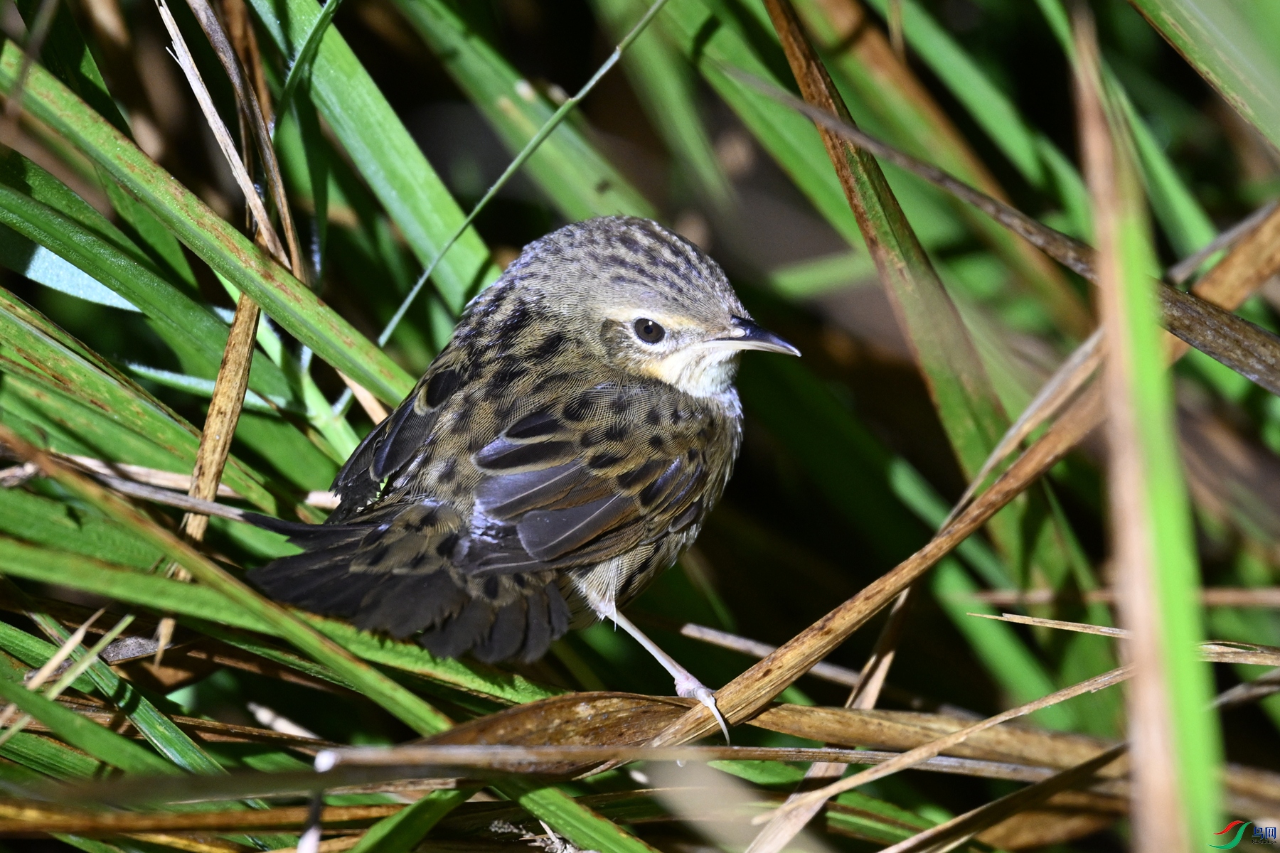 DSC_6855.JPG