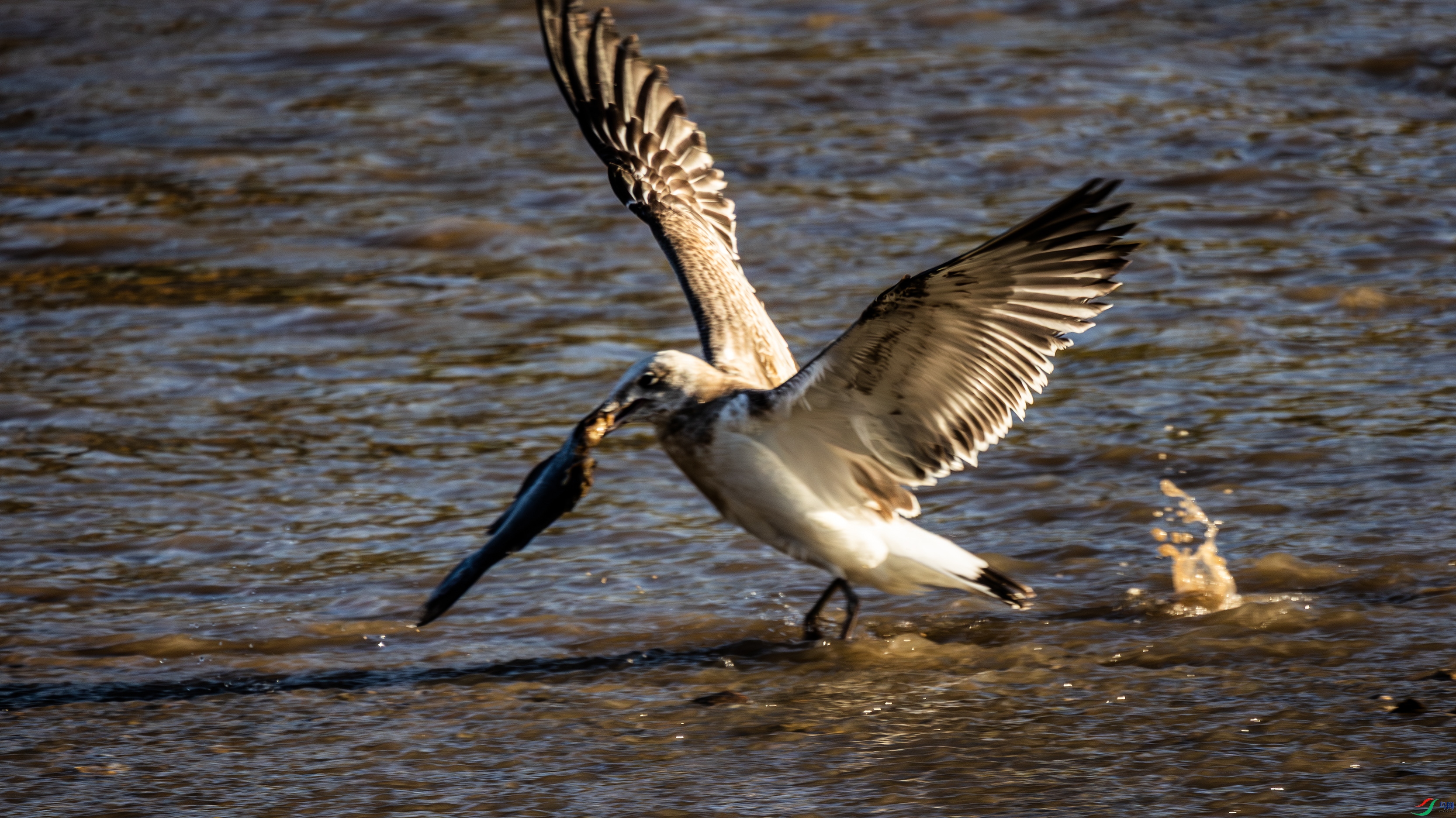 381A9826 ����.jpg