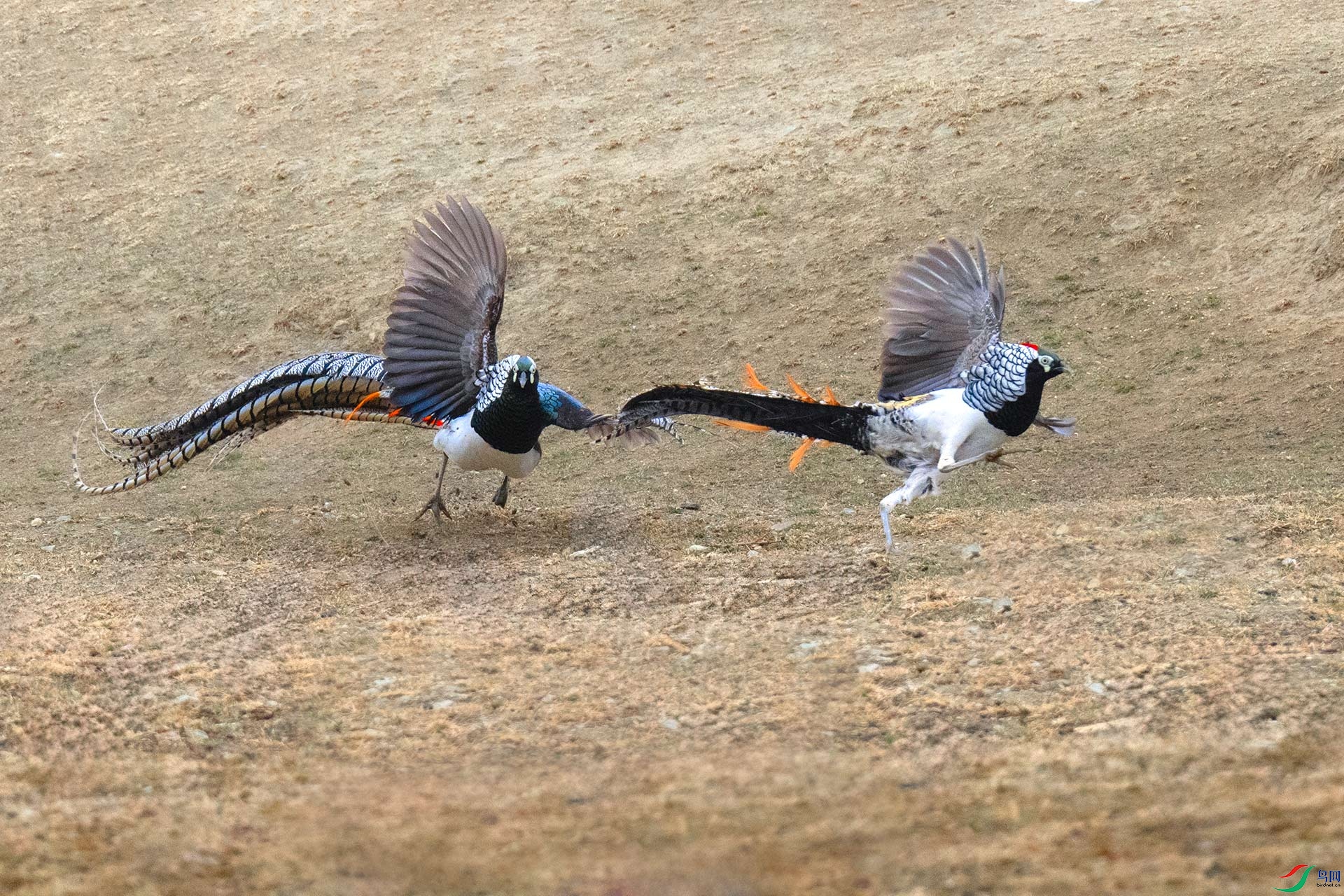 �׸�����