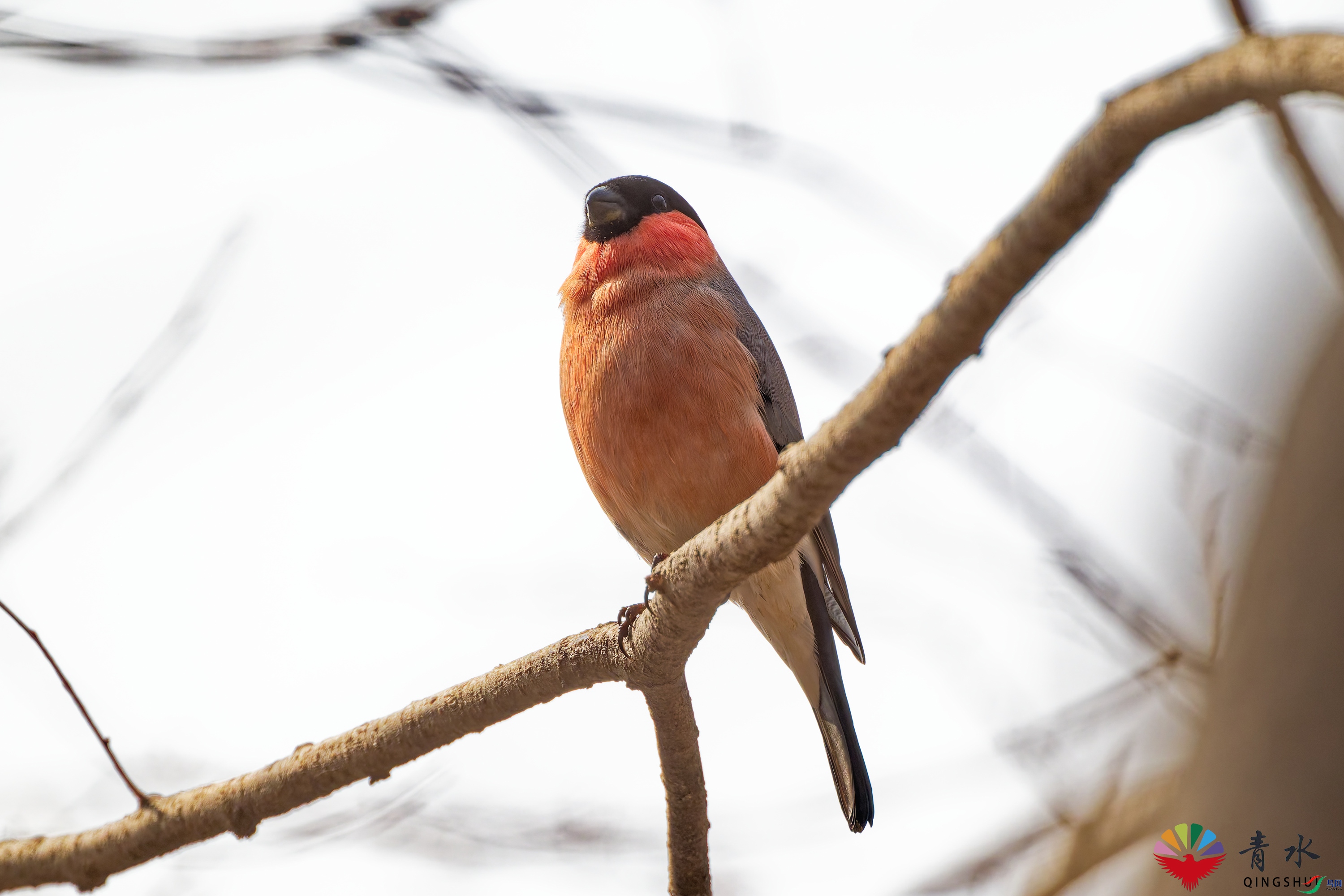 DSC_0677.jpg
