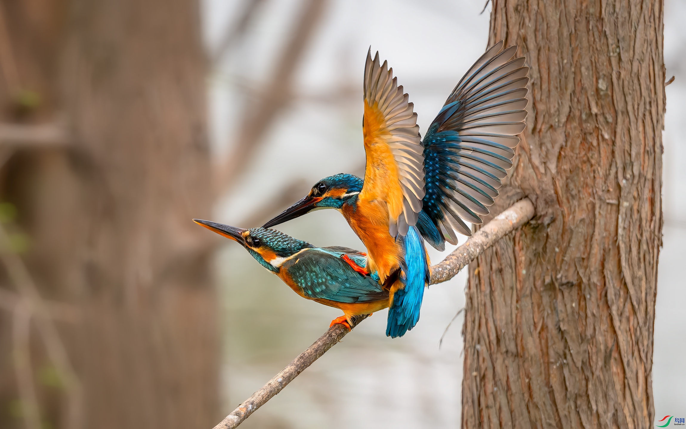 DSC_5728-DxO_DeepPRIME XD2s.jpg