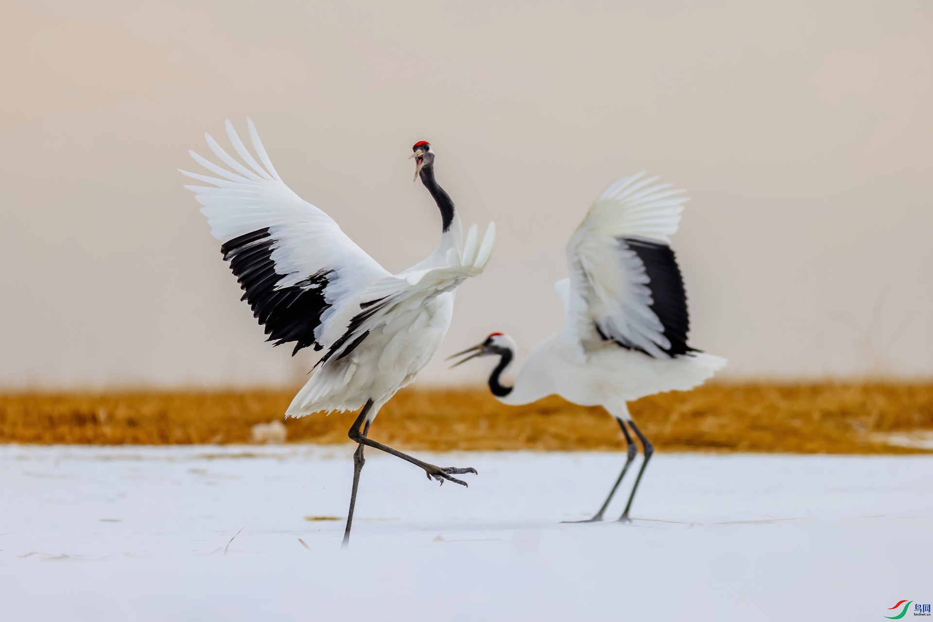 ���Ƿ���ż�