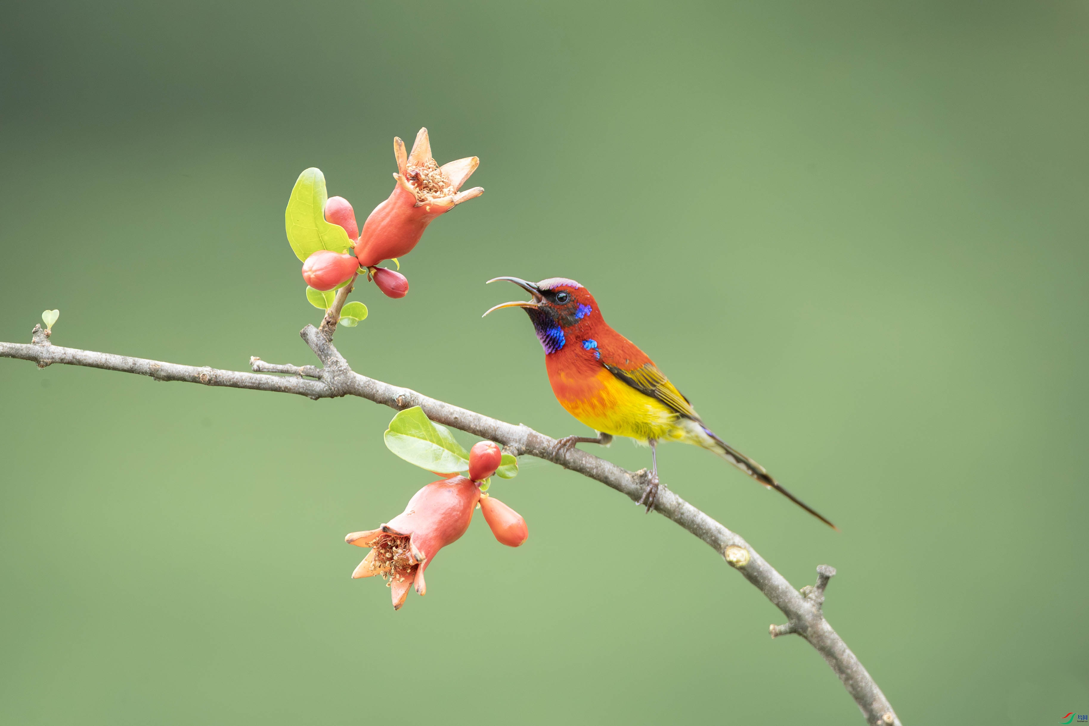 ����̫����