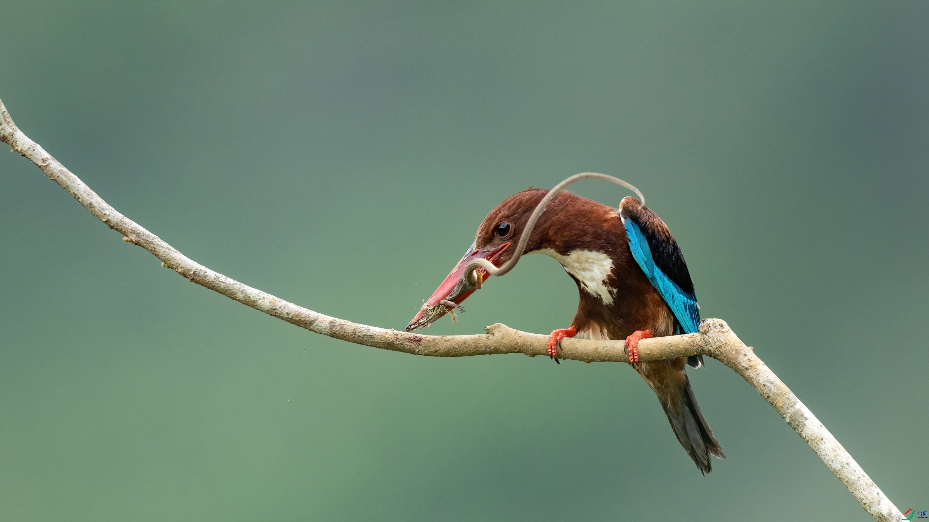 048A4660 ����.jpg