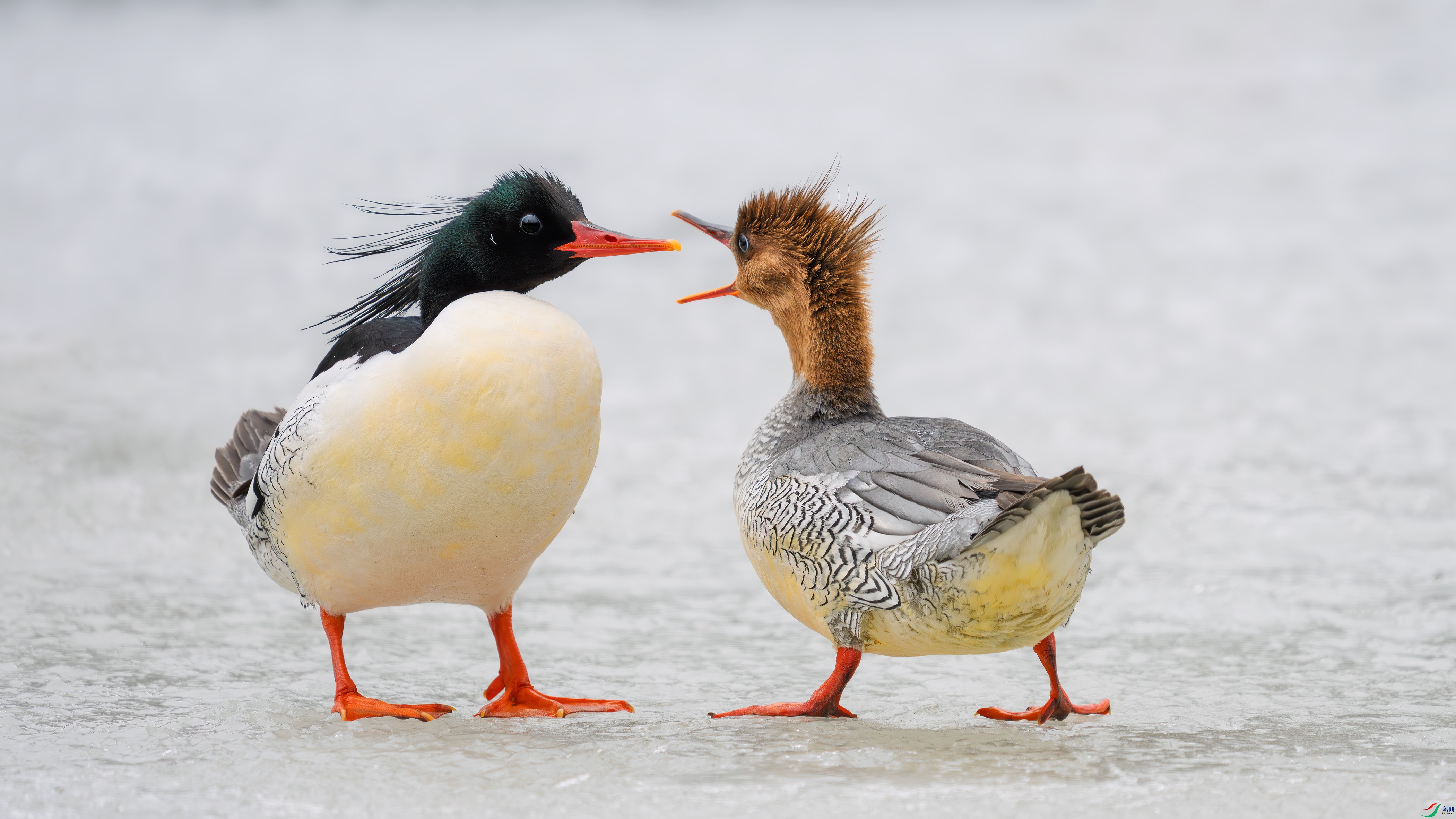 _DSC6914 ����.jpg