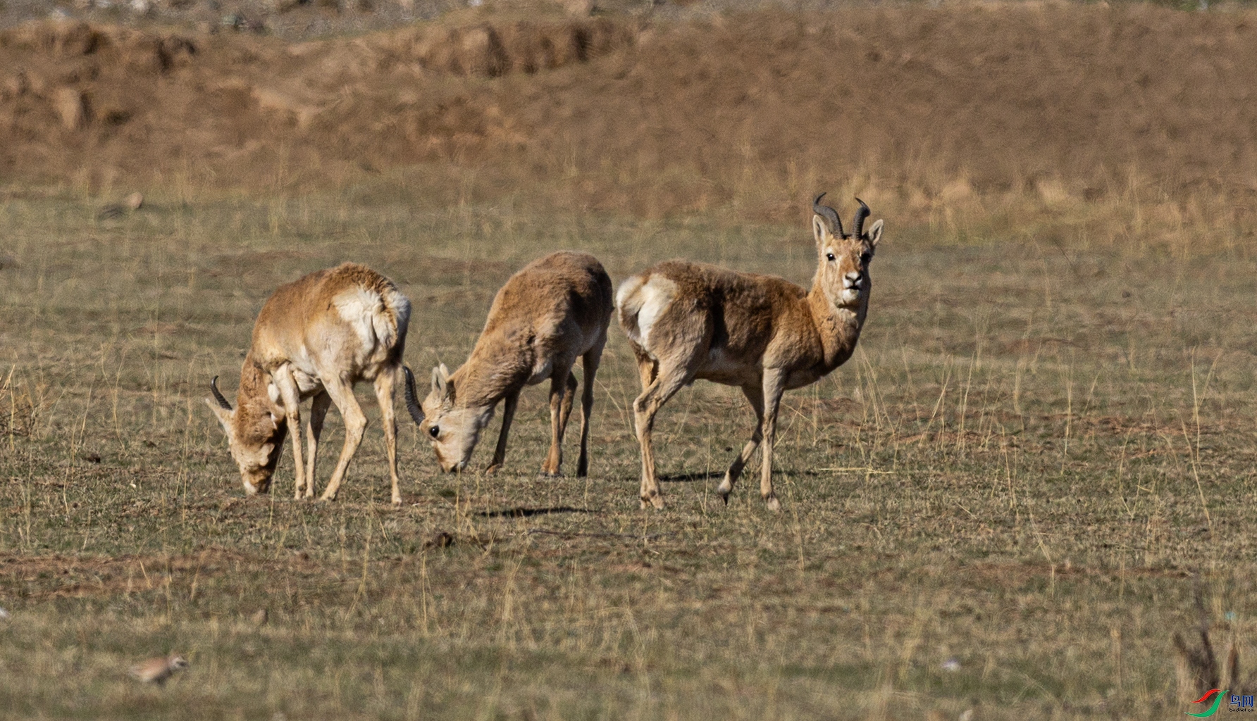 066A0617-1.jpg