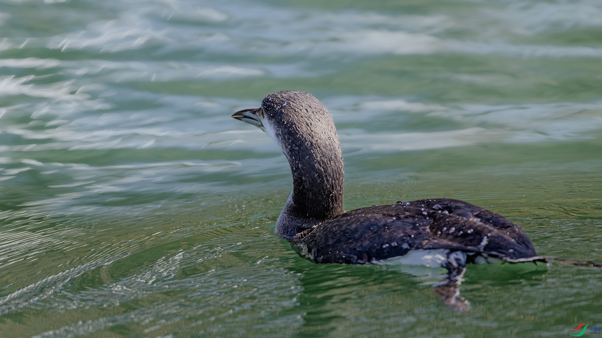 DSC_7930 ����.jpg