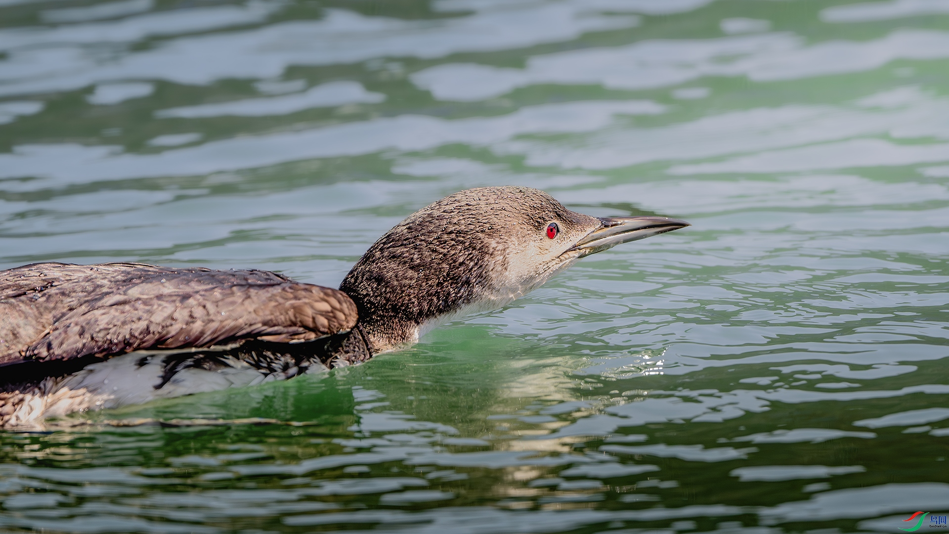 DSC_7888-����ǿ-NR ����.jpg