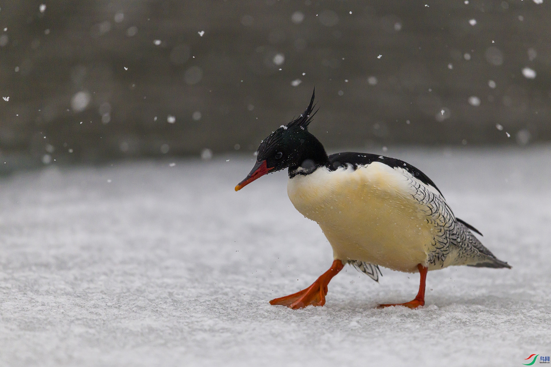 051A2382 ����n.jpg