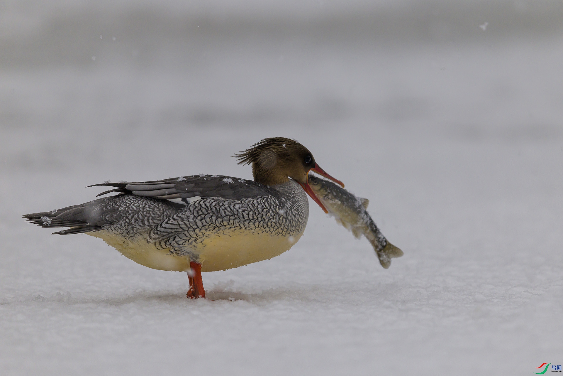 051A2779 ����n.jpg