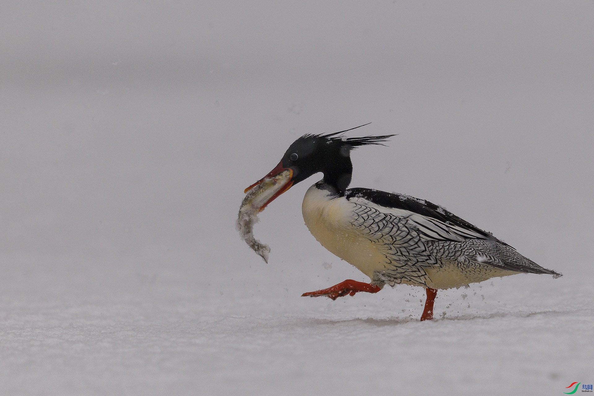 051A2725 ����n.jpg