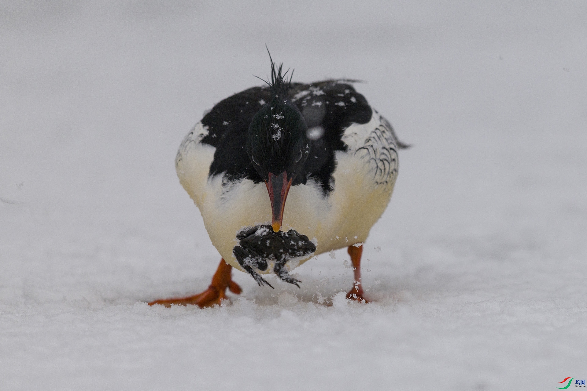 051A2833 ����n.jpg