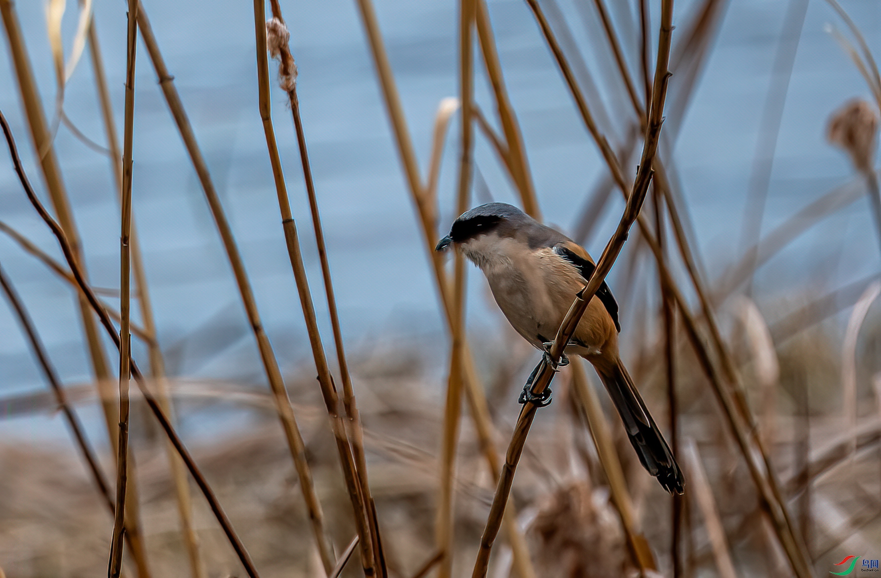 DSC_7983-11.jpg