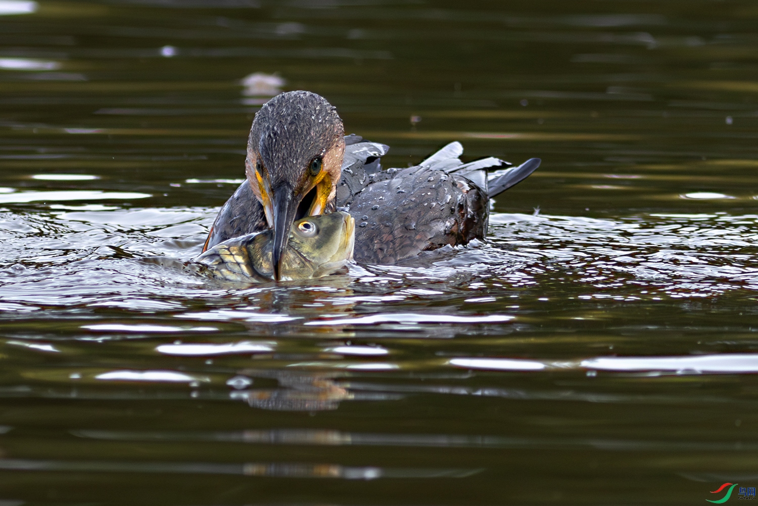 3Z6A0115 (4)-����ǿ-NR ����.jpg