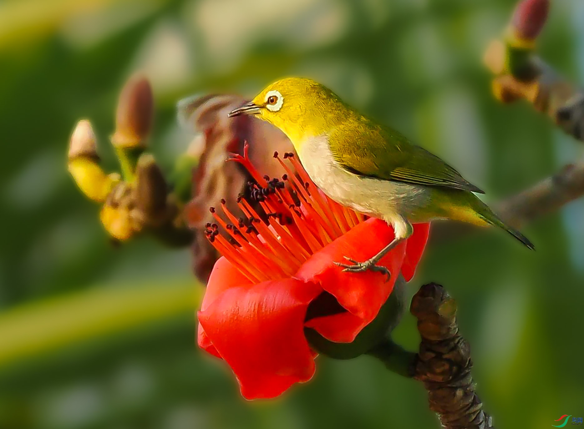 P3222449_���ٿ�ͼ ����.jpg