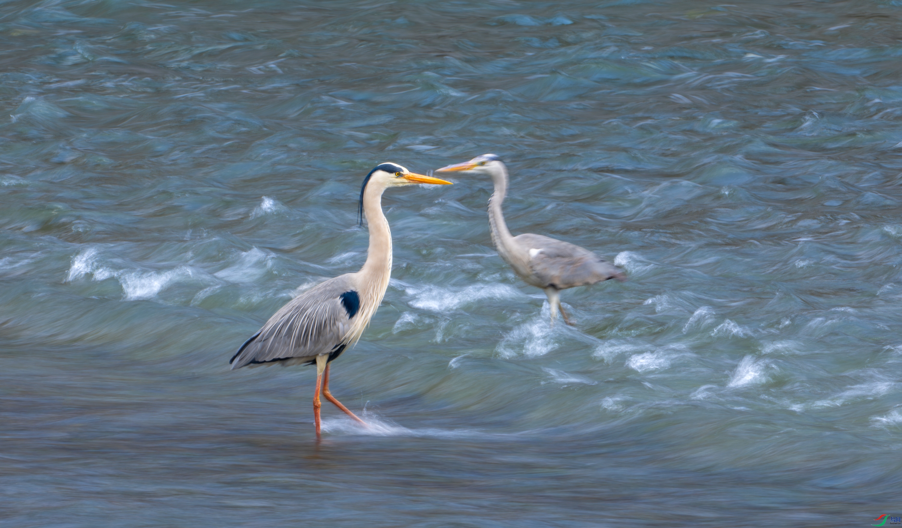 DSC_0184-11.jpg