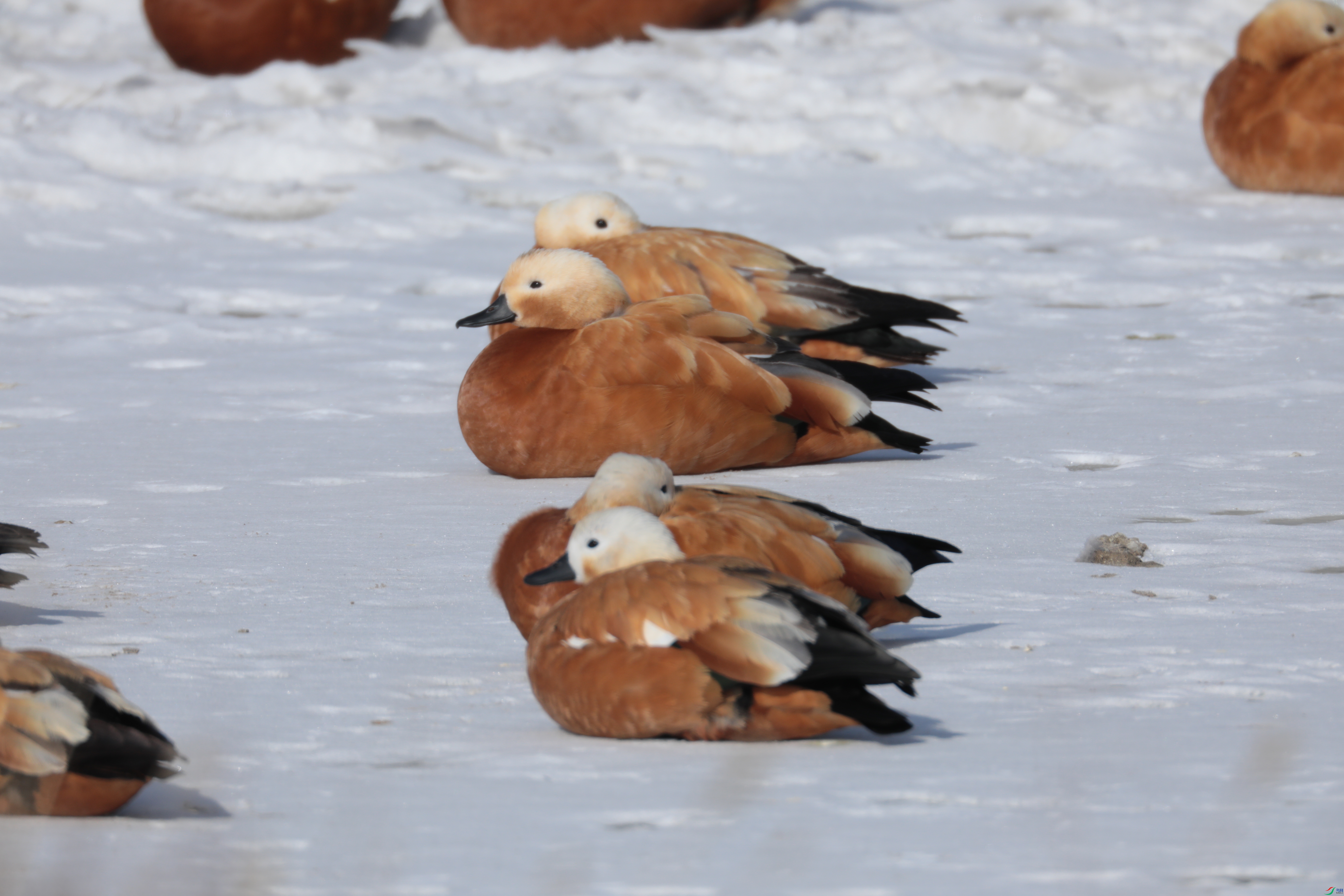 ����Ѽ432/01