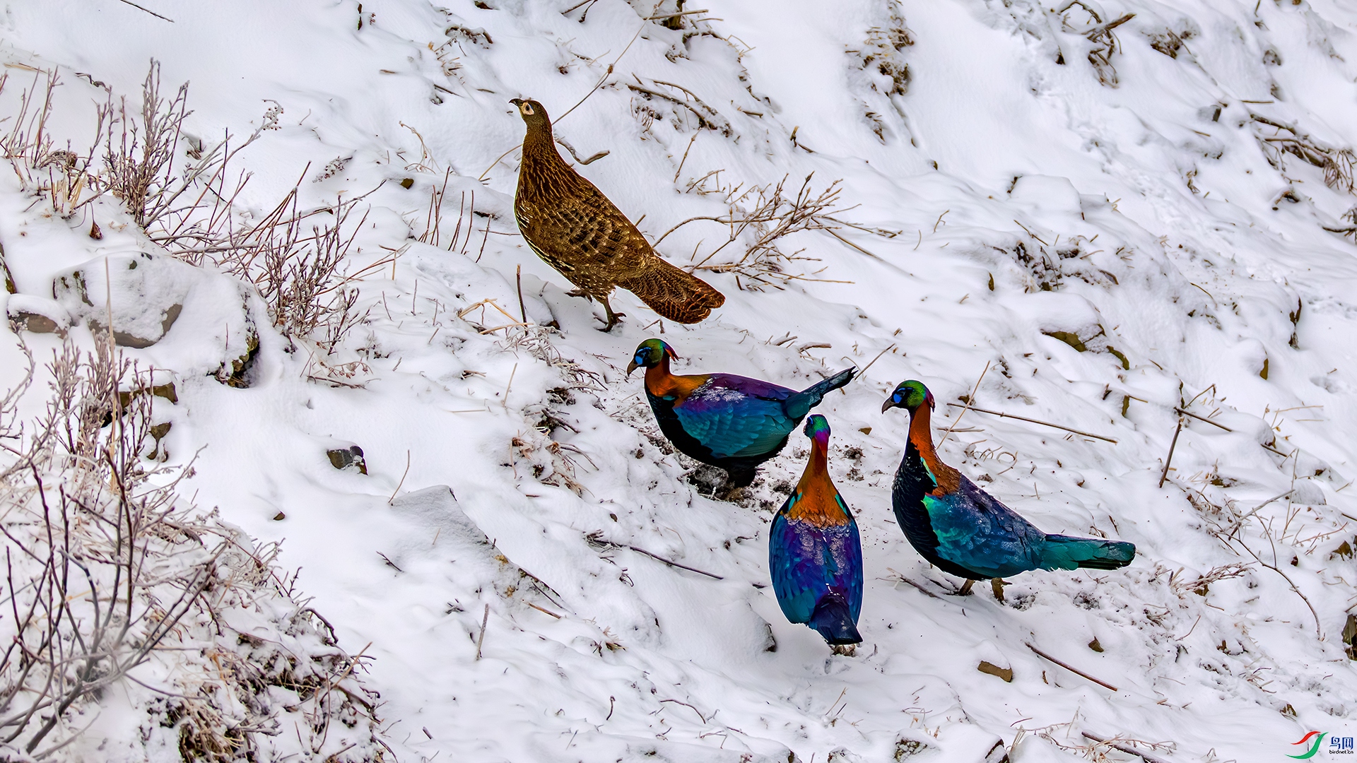 398A8106 ����.jpg