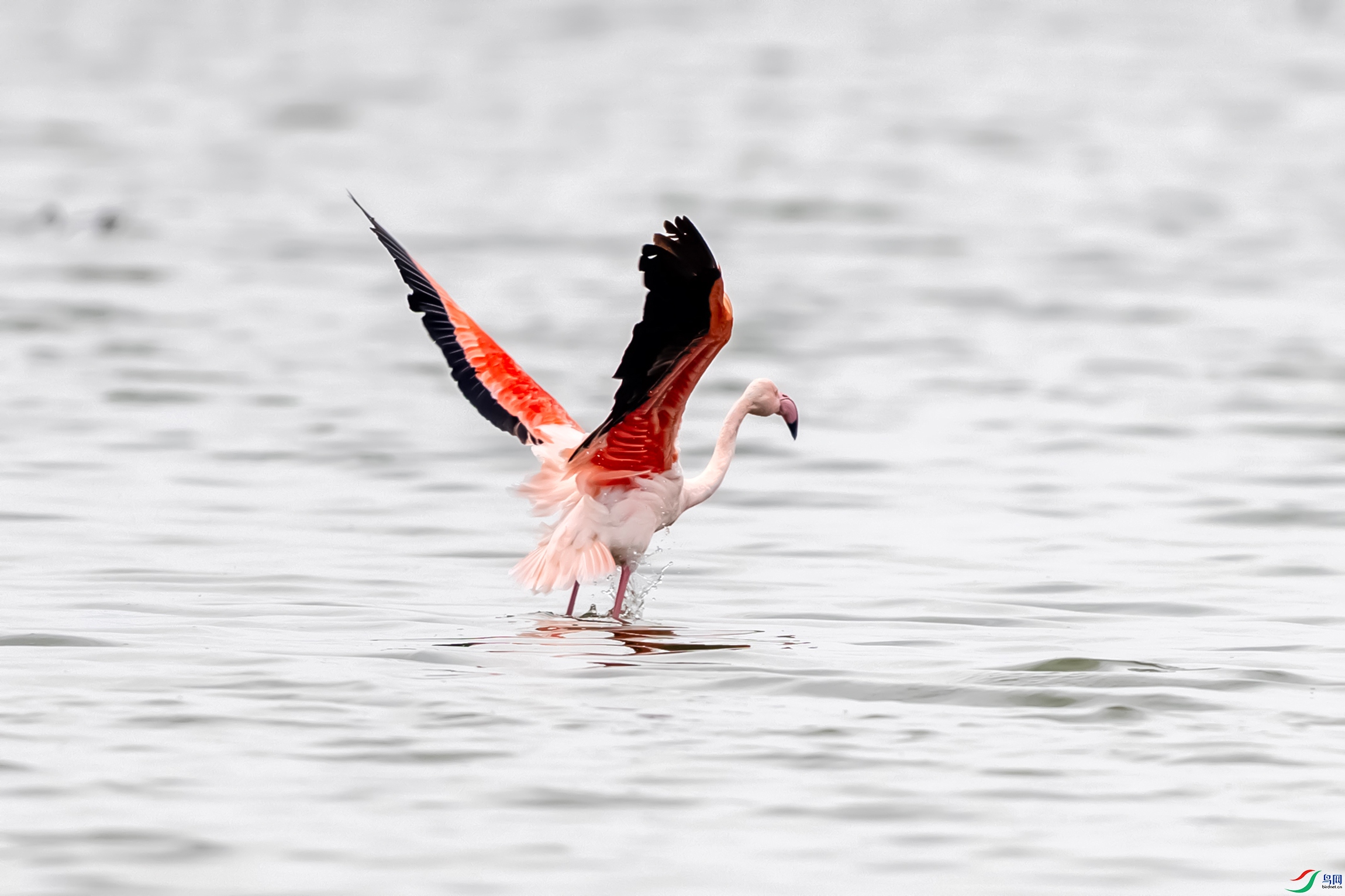 IMG_3803 ����.jpg