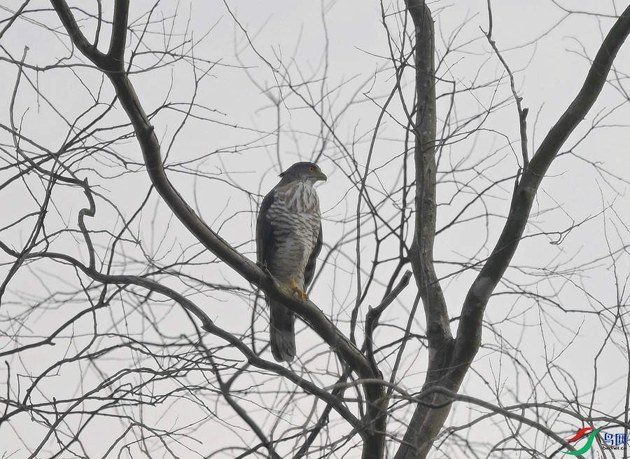 DSC_1747.JPG