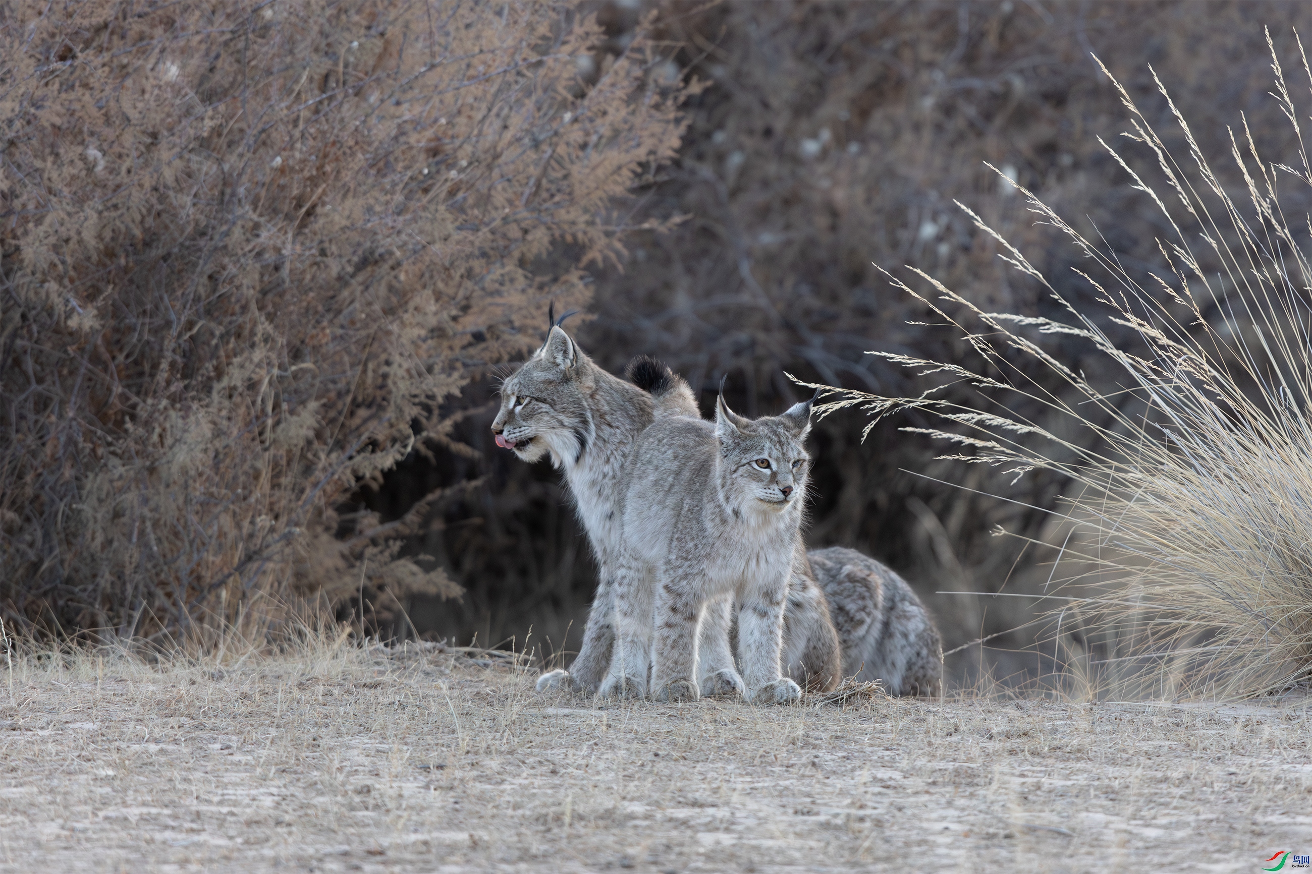 063A3116 ����.jpg