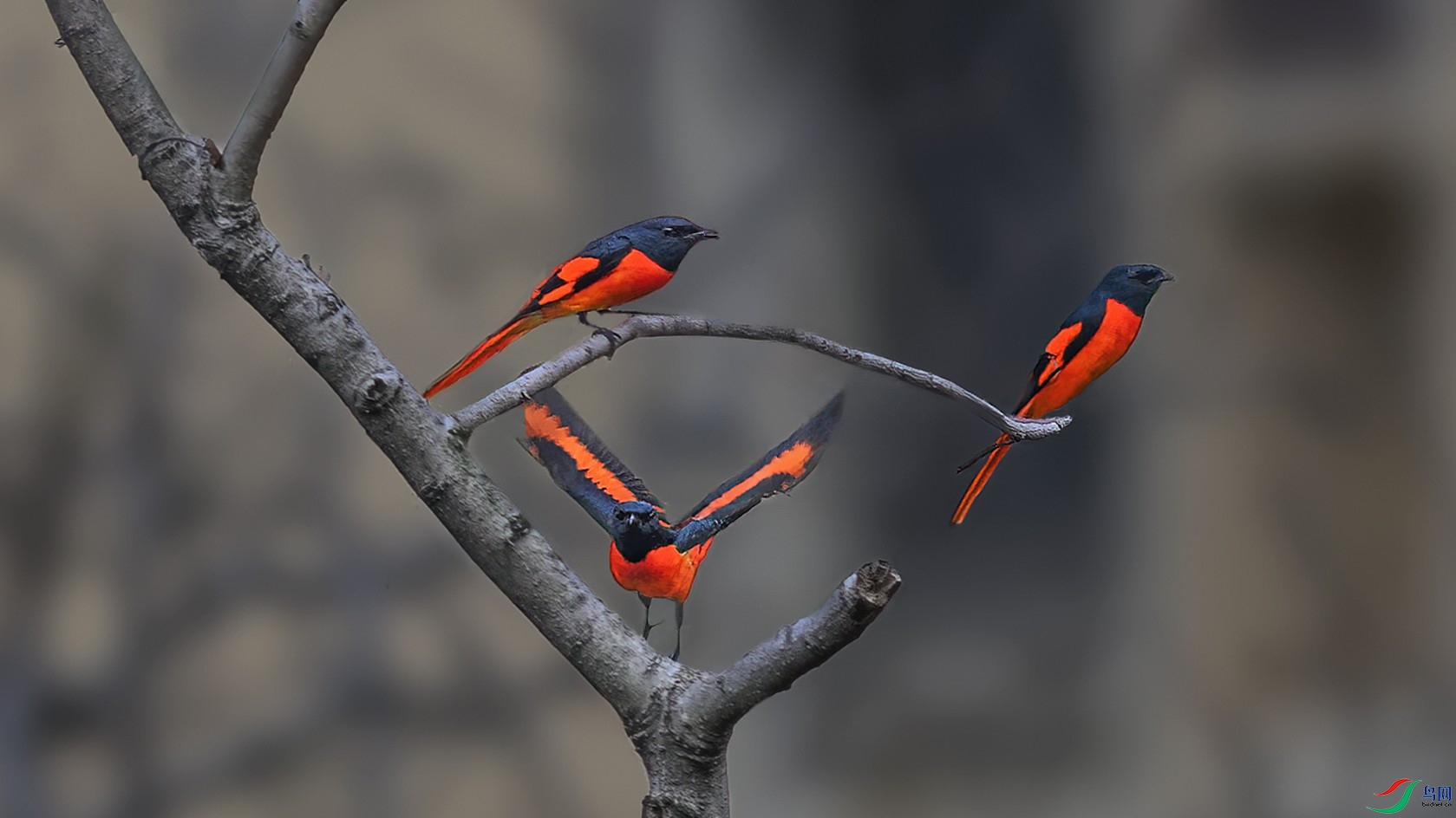 ������˼